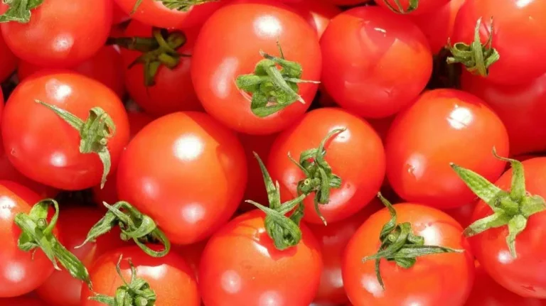 Pomodori in mostra
