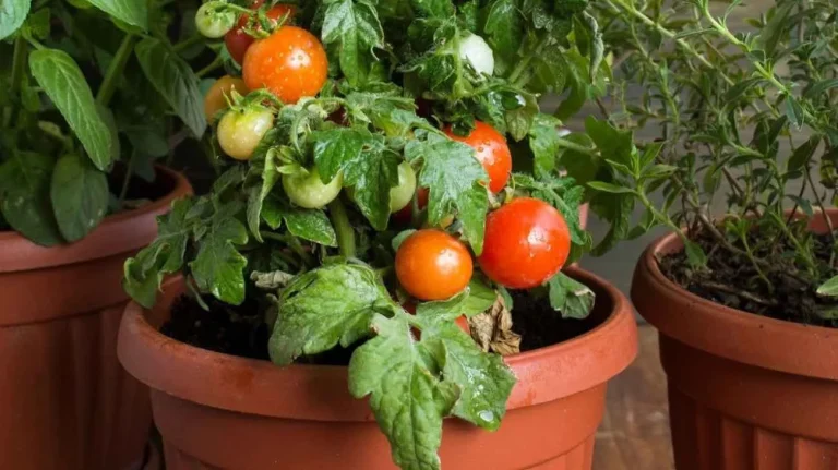 Pomodori in mostra