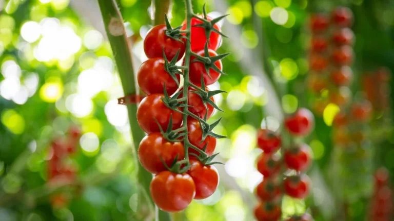 Pomodori in mostra