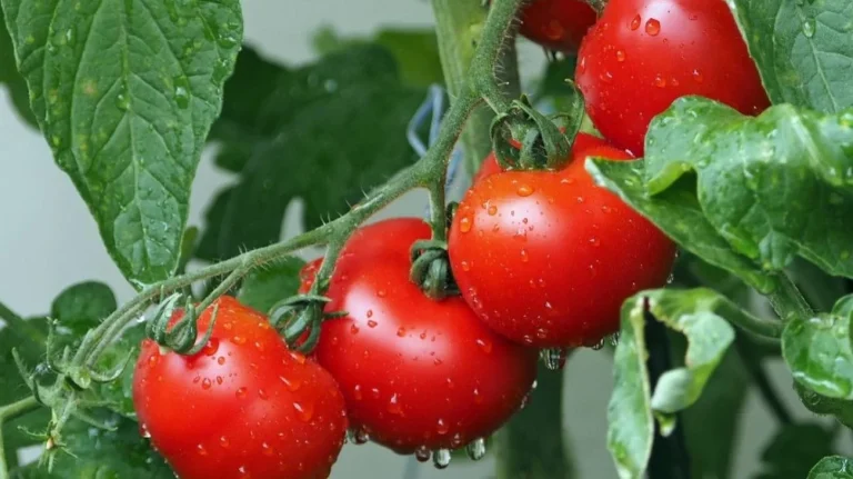 Pomodori ci sono dei pericoli