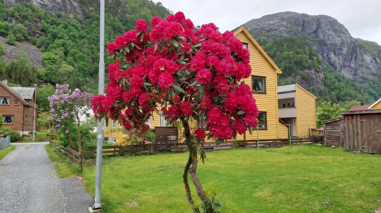 Potare il rododendro ad alberello: guida alla formazione standard