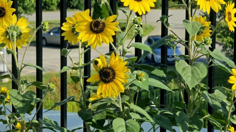 Proteggere i girasoli dagli uccelli: guida pratica e rispettosa della biodiversità