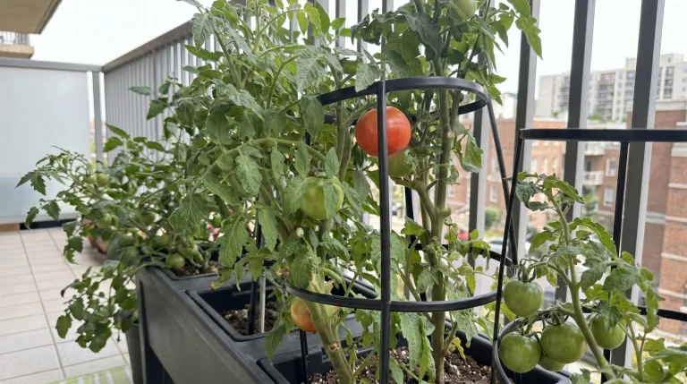 Quando raccogliere i pomodori: i 6 stadi di maturazione e il momento giusto
