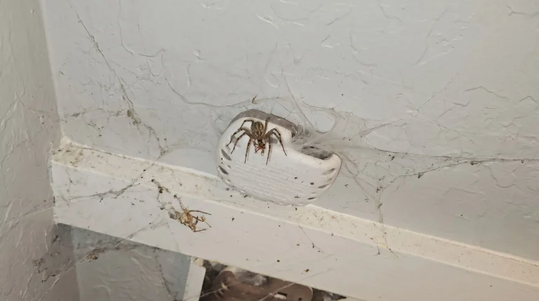 Ragno con la tela a imbuto in casa: è la Tegenaria, ed è una preziosa alleata