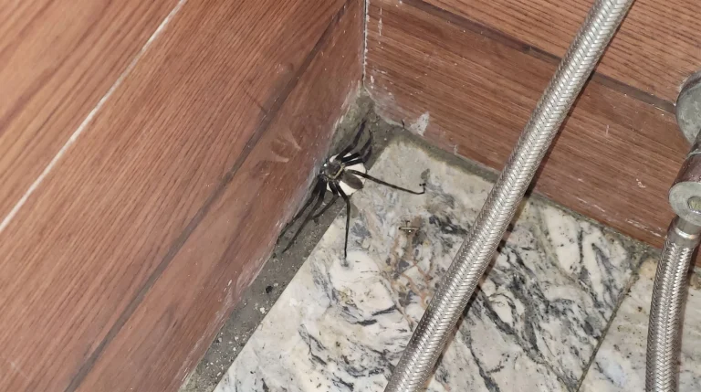 Ragno enorme in bagno con la pallina bianca sotto la pancia: cos'è e cosa fare