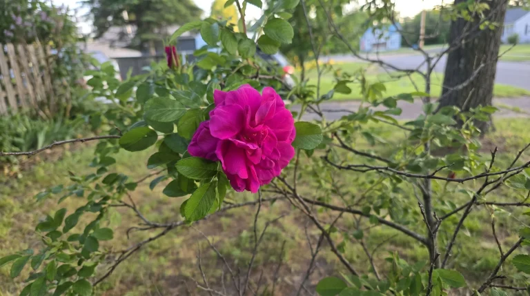 Rosa rugosa: la rosa rustica da siepe con cinorrodi commestibili ricchi di vitamina C