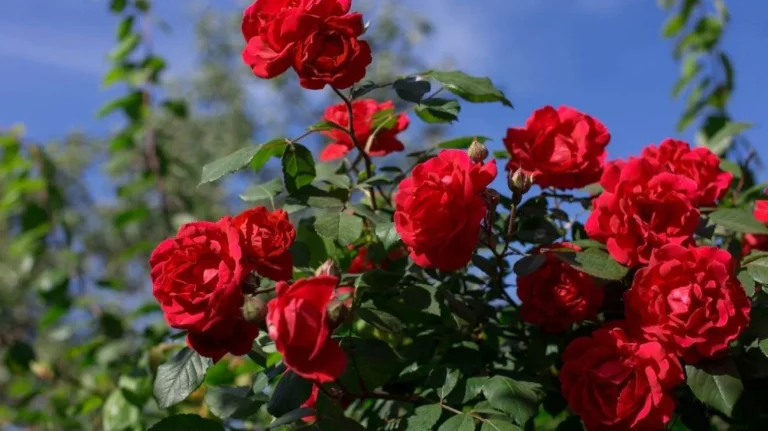 Rose in mostra