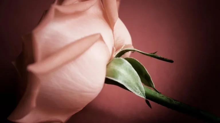 Rose segui questi consigli