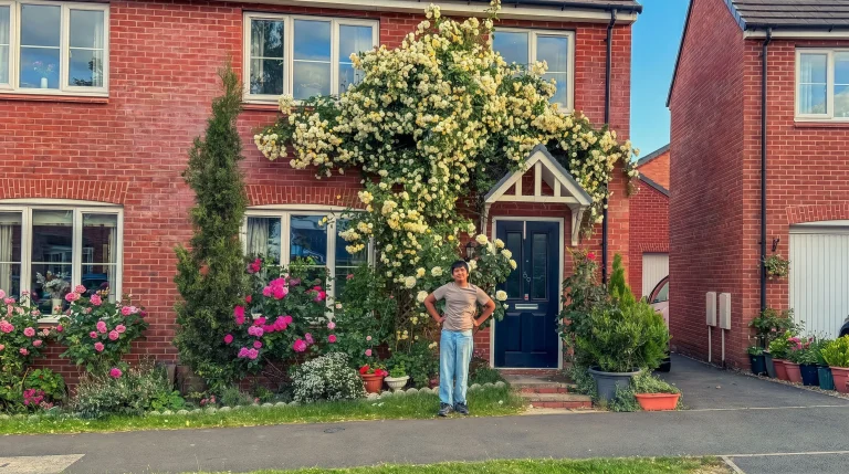 Rose rampicanti: fioritura abbondante e effetto cascata in stile cottage inglese