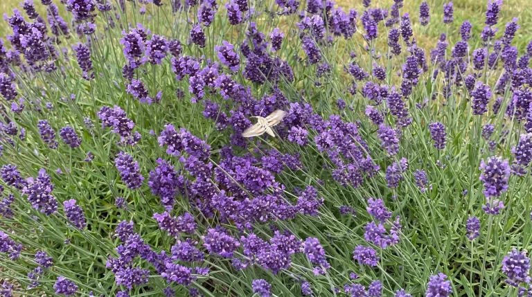 Sfinge del galio: come riconoscere la falena-colibrì e attirarla nel giardino italiano