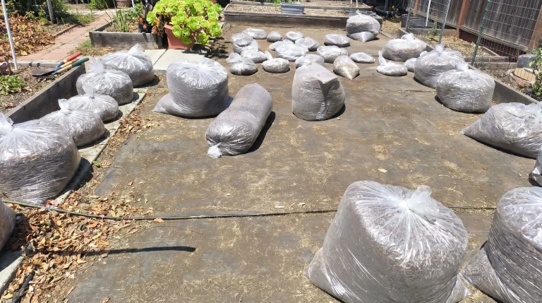 Solarizzazione del terreno: guida pratica per eliminare semi di infestanti e patogeni in estate