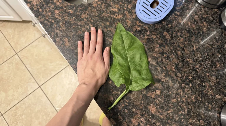 Spinaci giganti in orto: il segreto del sole del mattino e dell'ombra pomeridiana