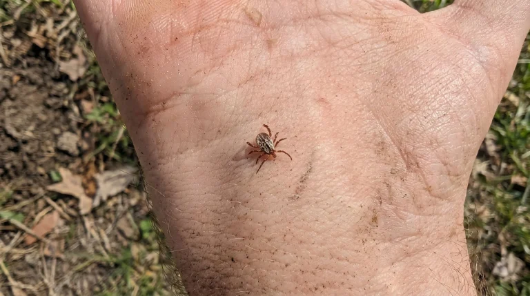 Zecca ornata in giardino: come riconoscerla, rimuoverla e prevenire i morsi