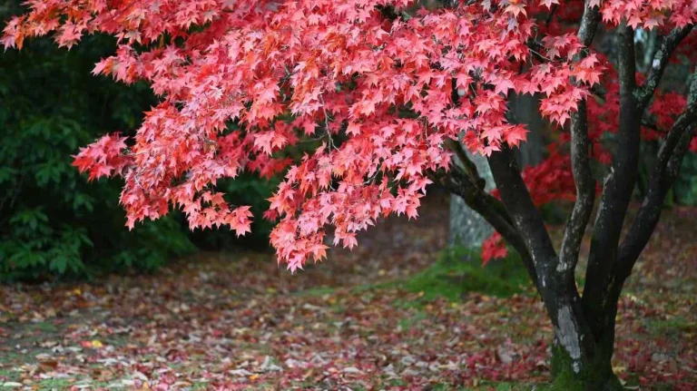 acero rosso giapponese