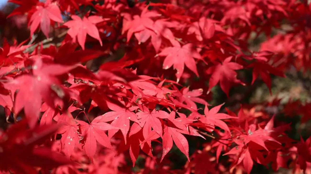 acero rosso giapponese
