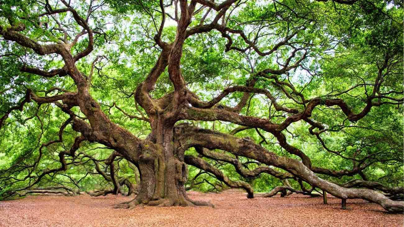 albero