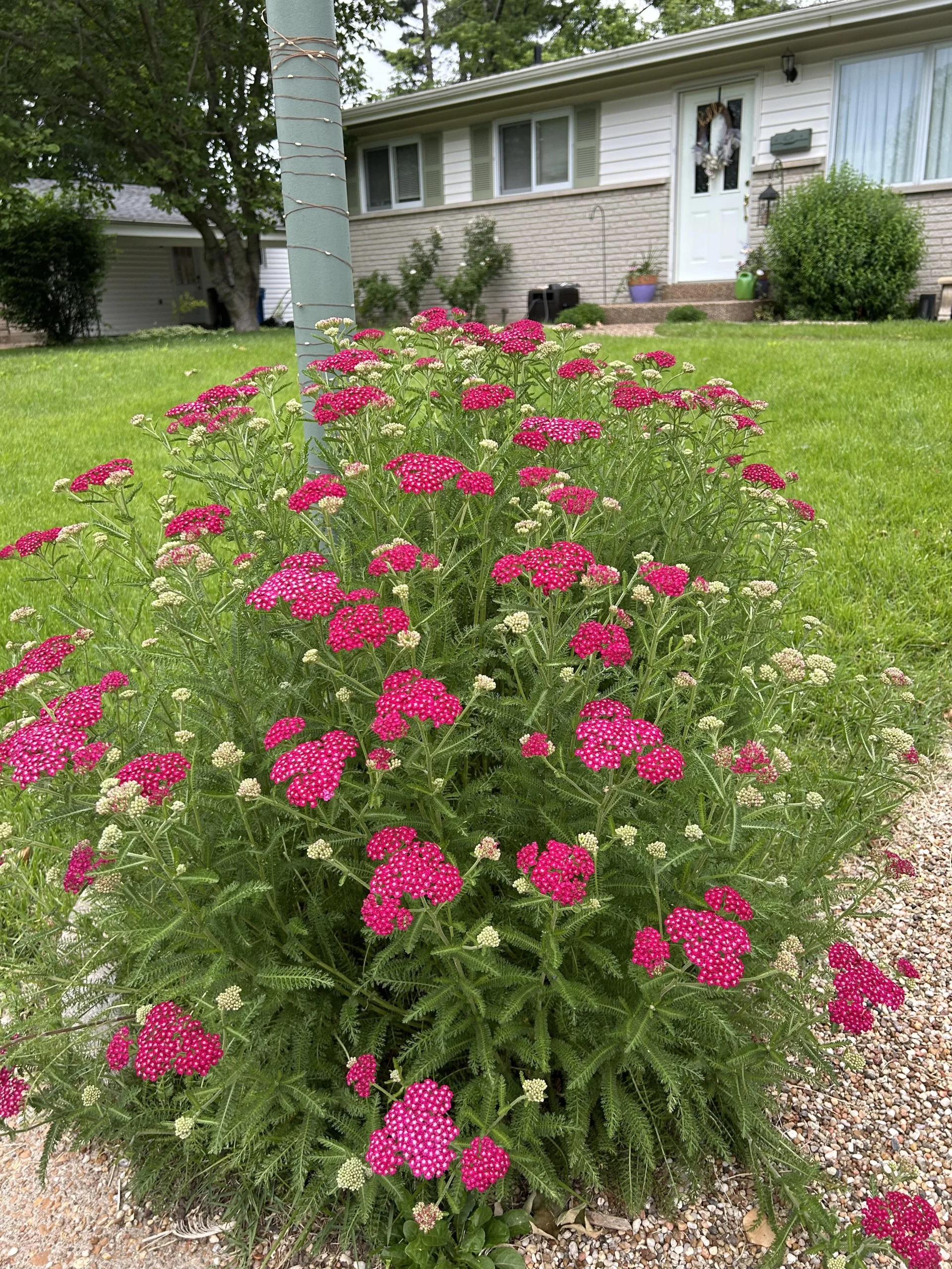 Achillea millefolium: guida pratica alla coltivazione di una perenne rustica e mellifera
