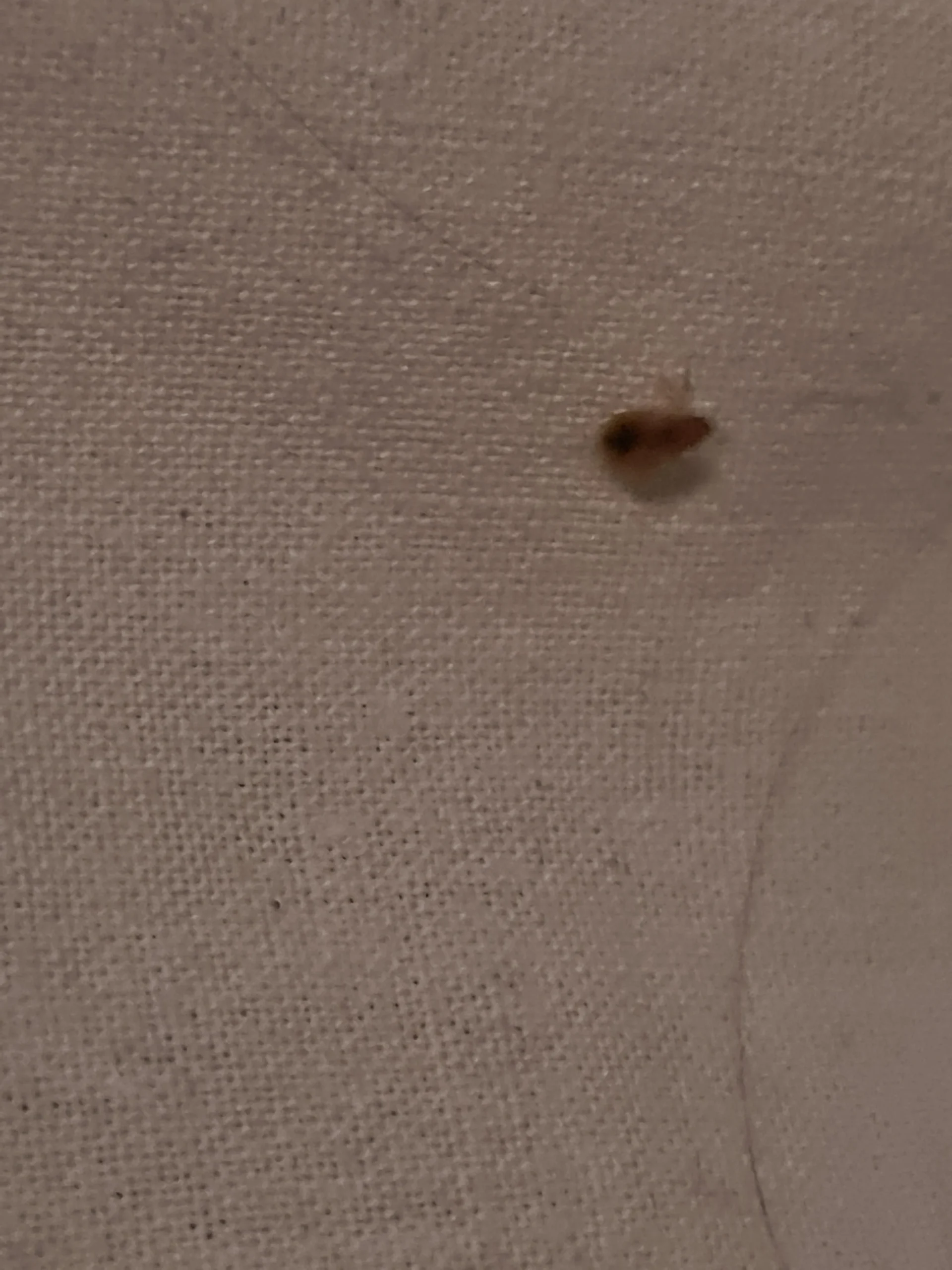 Antrenide dei tappeti in casa: come riconoscere Anthrenus verbasci ed eliminarlo senza pesticidi