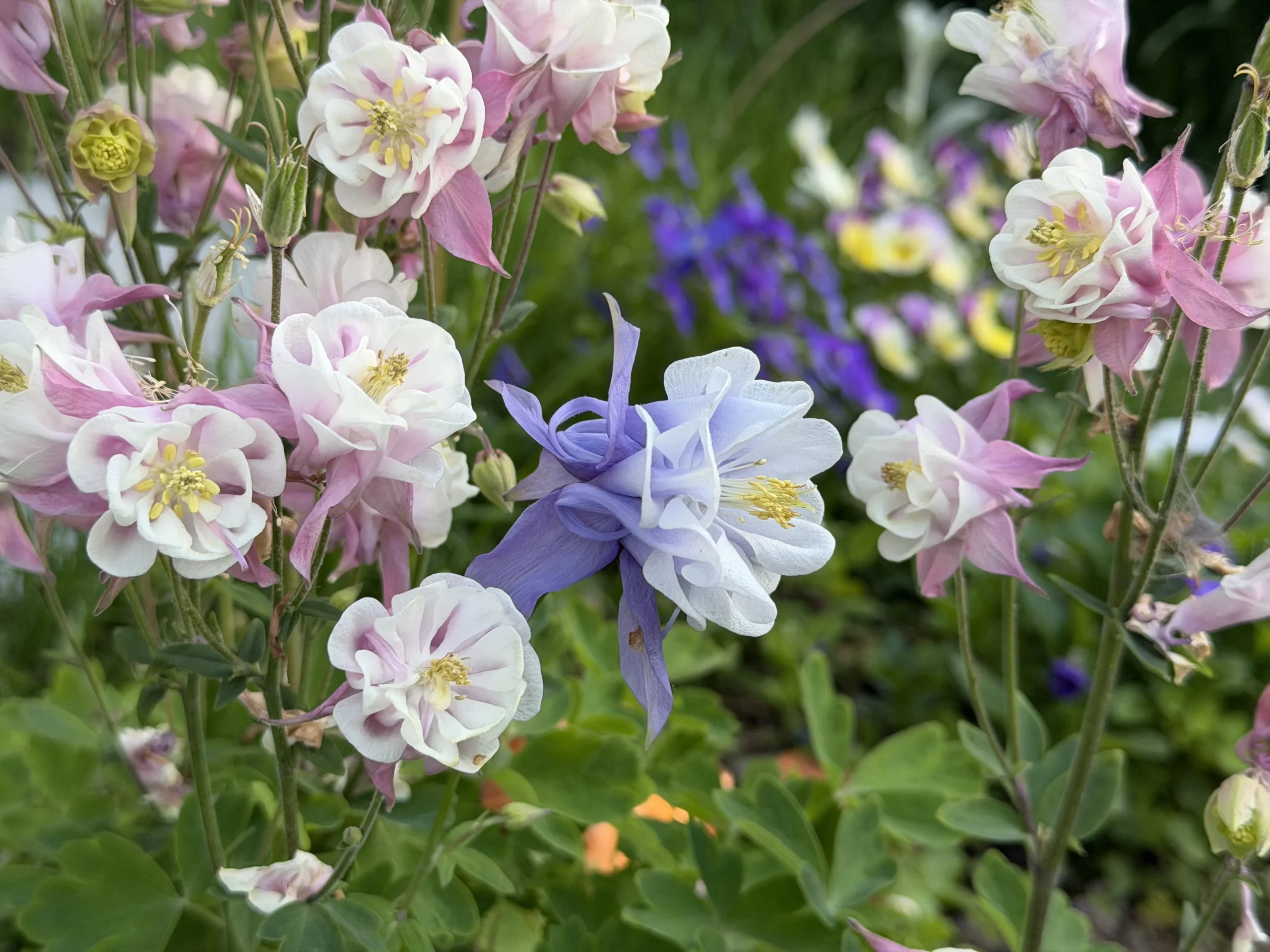 Aquilegia vulgaris: guida alla coltivazione, varietà e ibridi spontanei in giardino