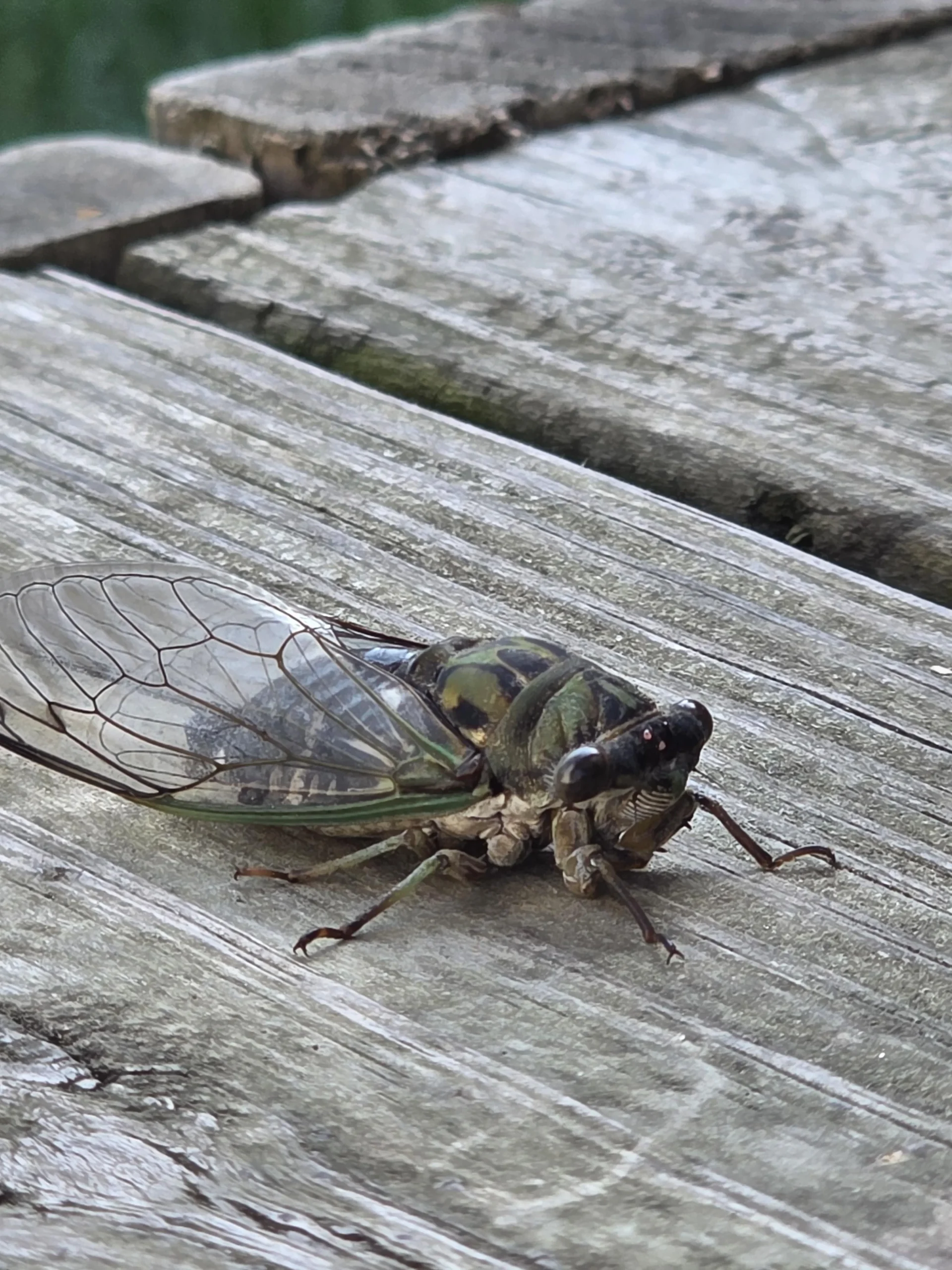 Cicala: perché canta, come sopravvive sott'acqua e cosa fare se la trovi in giardino