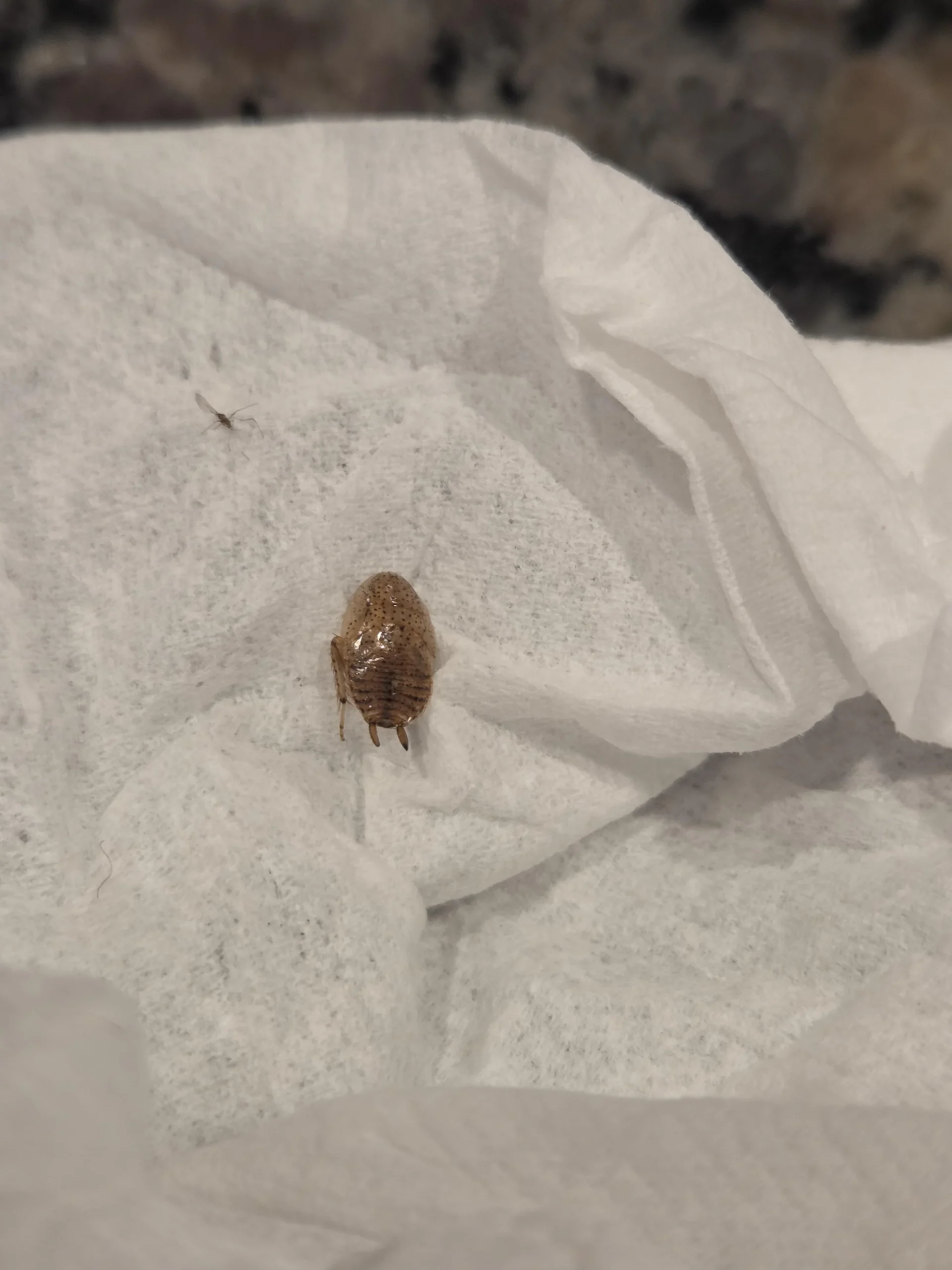 Cimice dei letti nei bagagli al rientro: come riconoscerla ed evitare l'infestazione