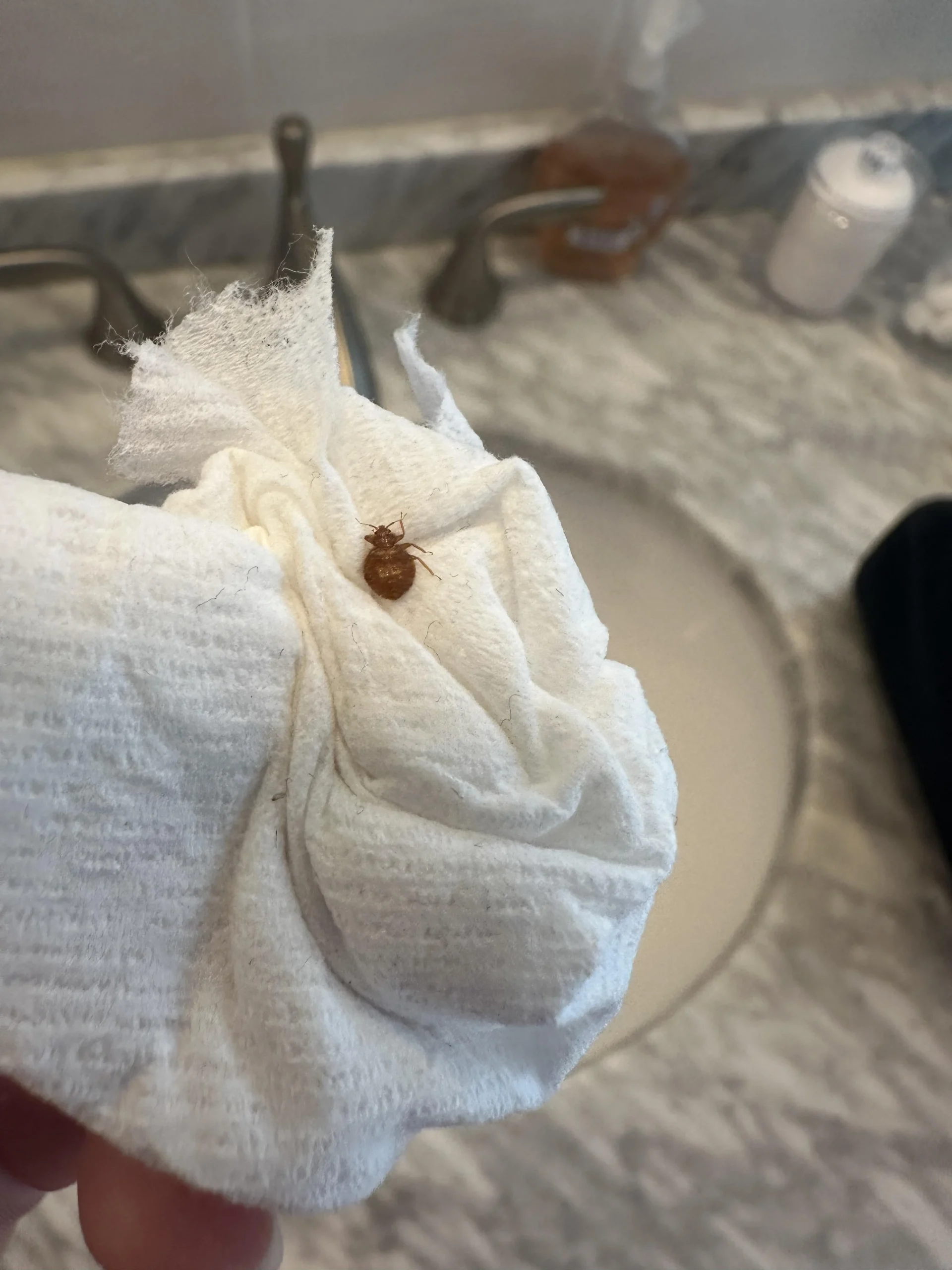 Cimice dei letti: come riconoscerla, segnali sul materasso e cosa fare subito
