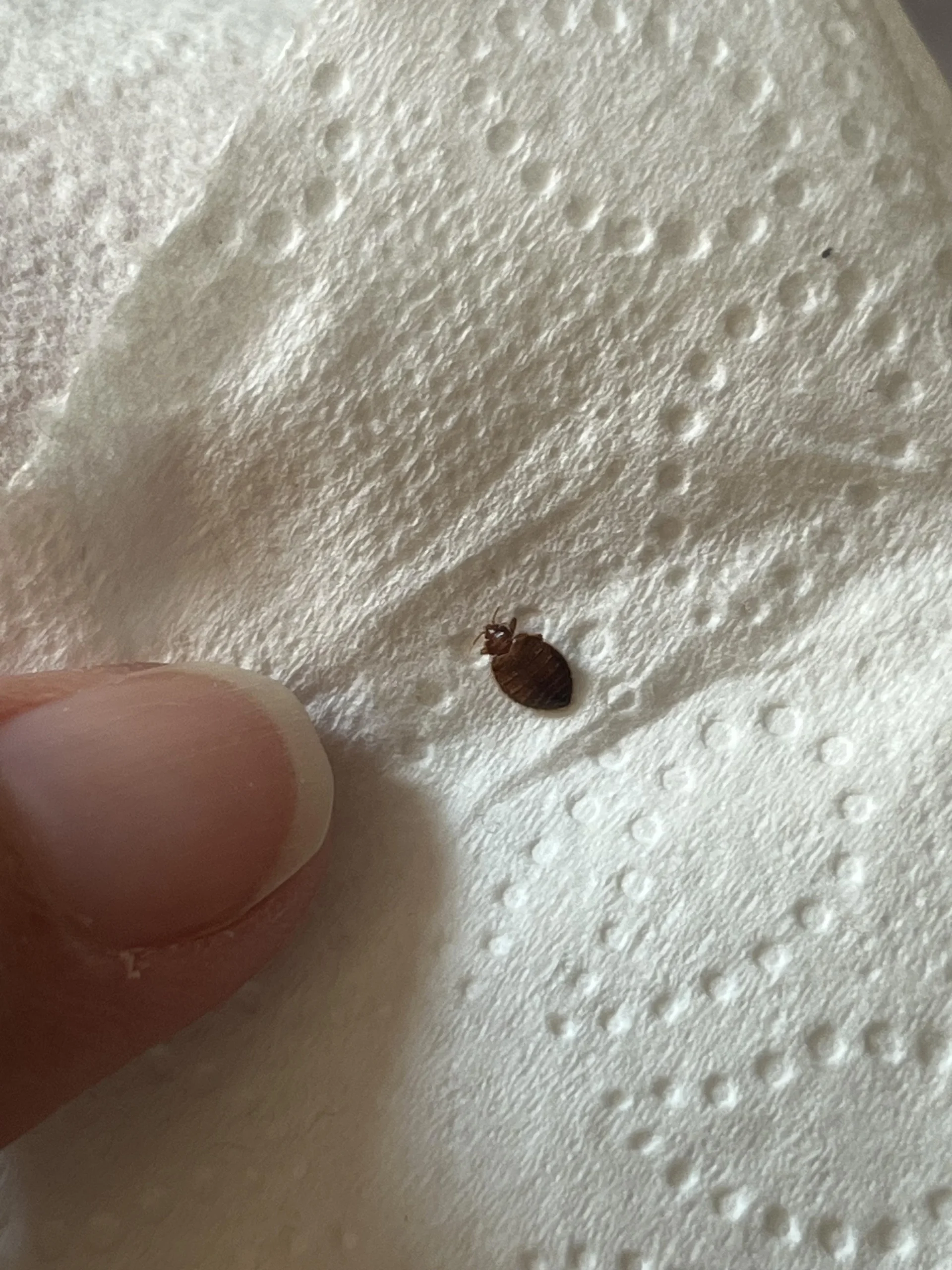 Cimice dei letti: come riconoscerla davvero e non confonderla con altri insetti