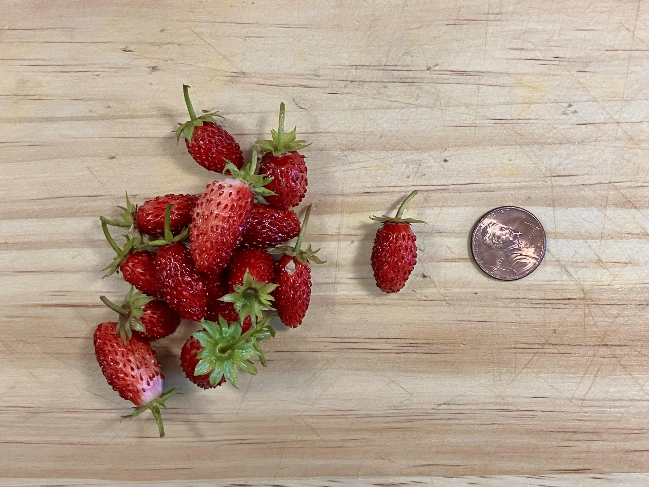 Coltivare fragoline di bosco in vaso: guida completa a Fragaria vesca e differenze con le fragole da giardino