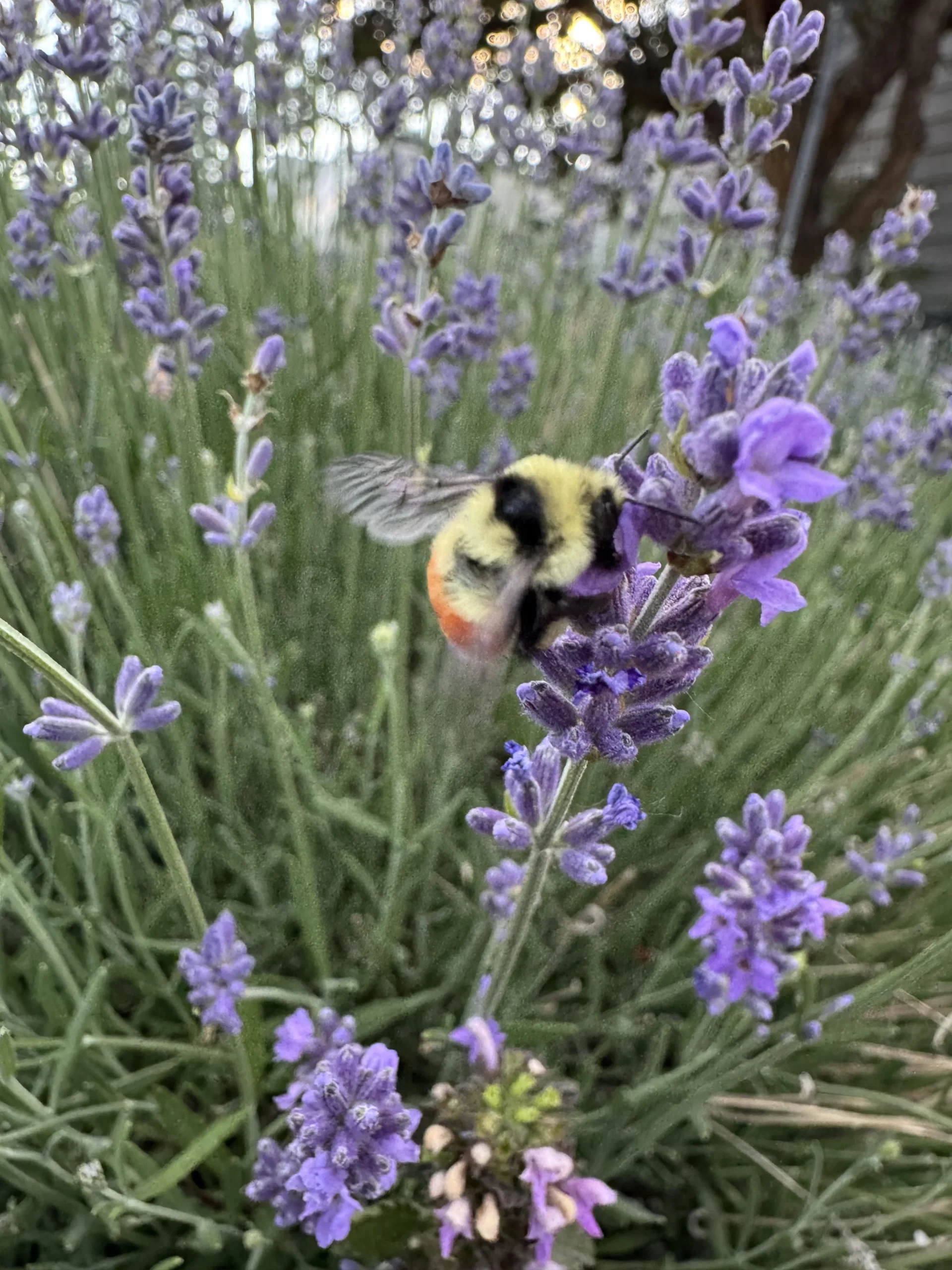 Coltivare lavanda in giardino: guida pratica tra siccità, potatura e api