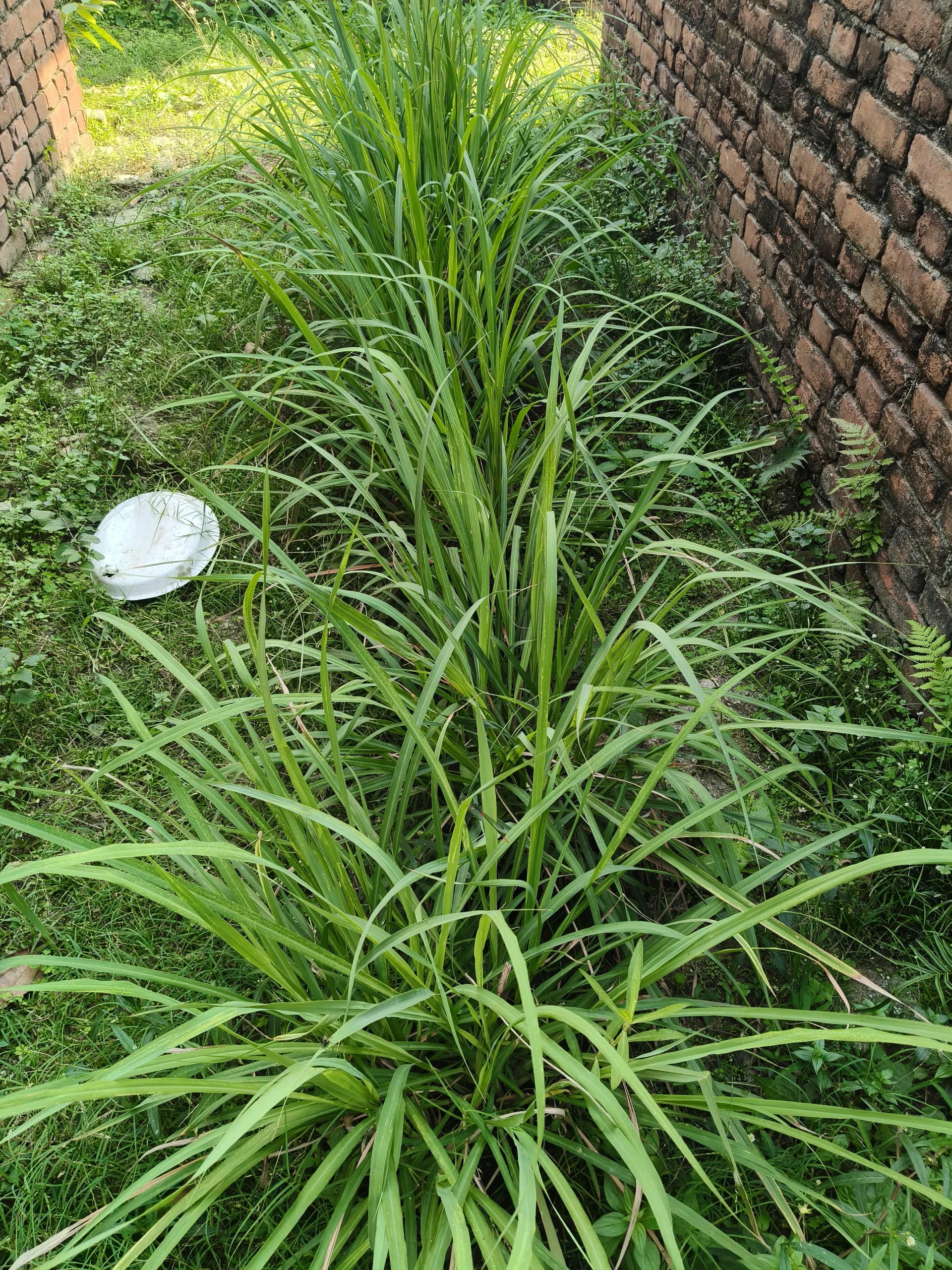 Come coltivare la citronella in Italia: guida pratica dal vaso alla tisana essiccata