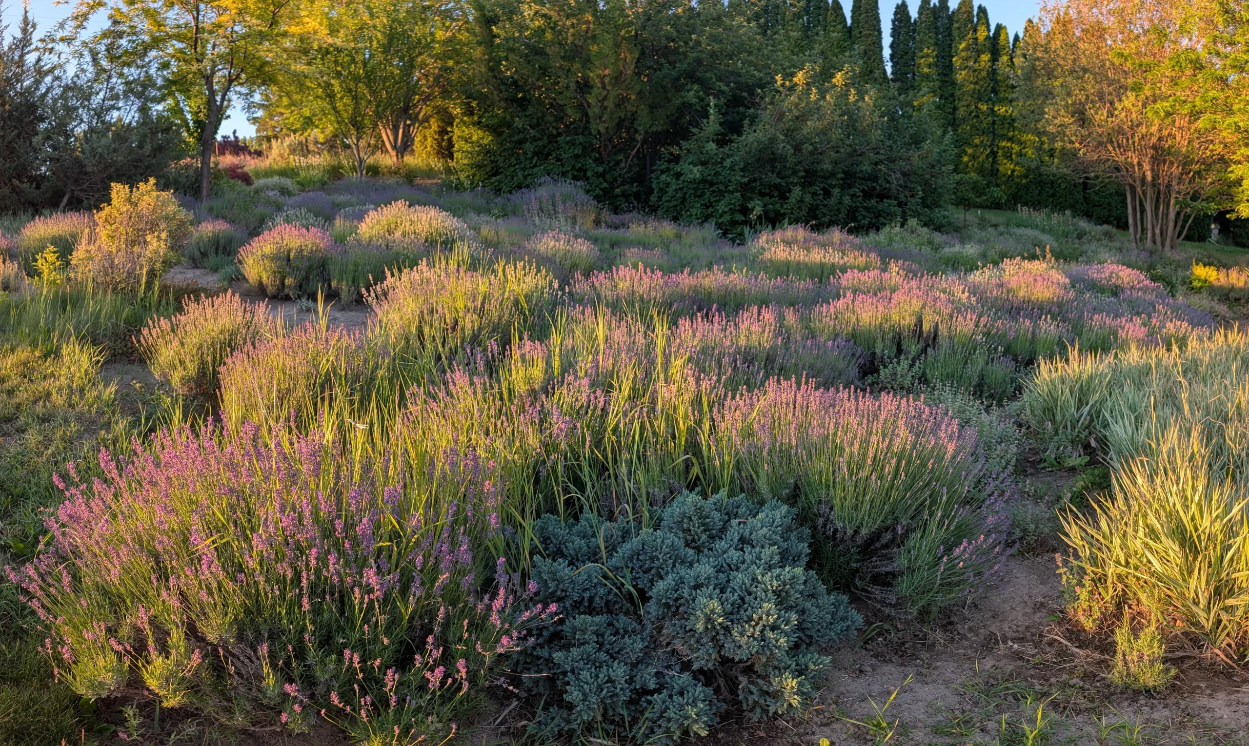 Come coltivare la lavanda in giardino: guida alla bordura mediterranea perfetta