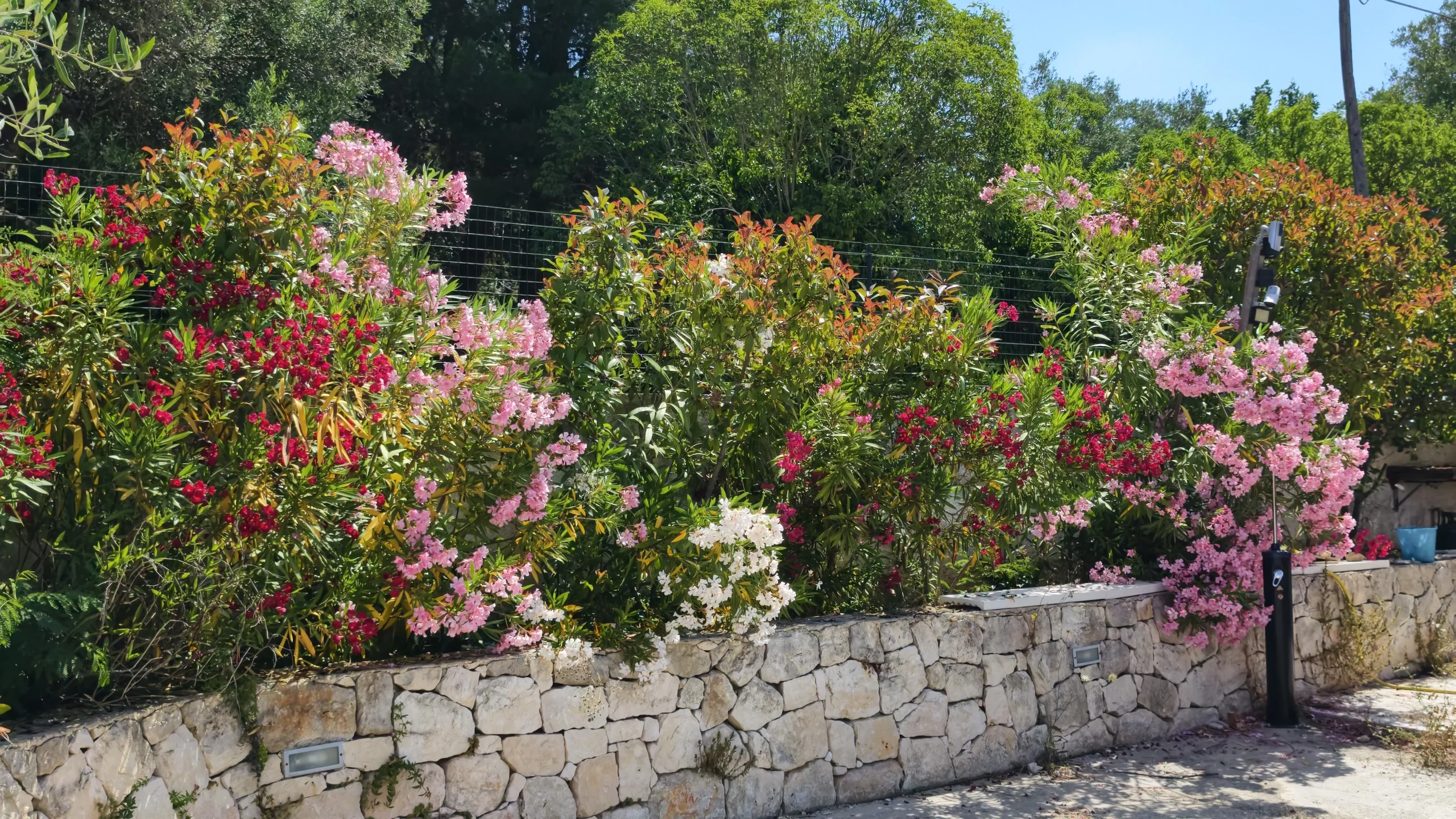 Come coltivare l'oleandro in giardino: guida completa al Nerium oleander mediterraneo