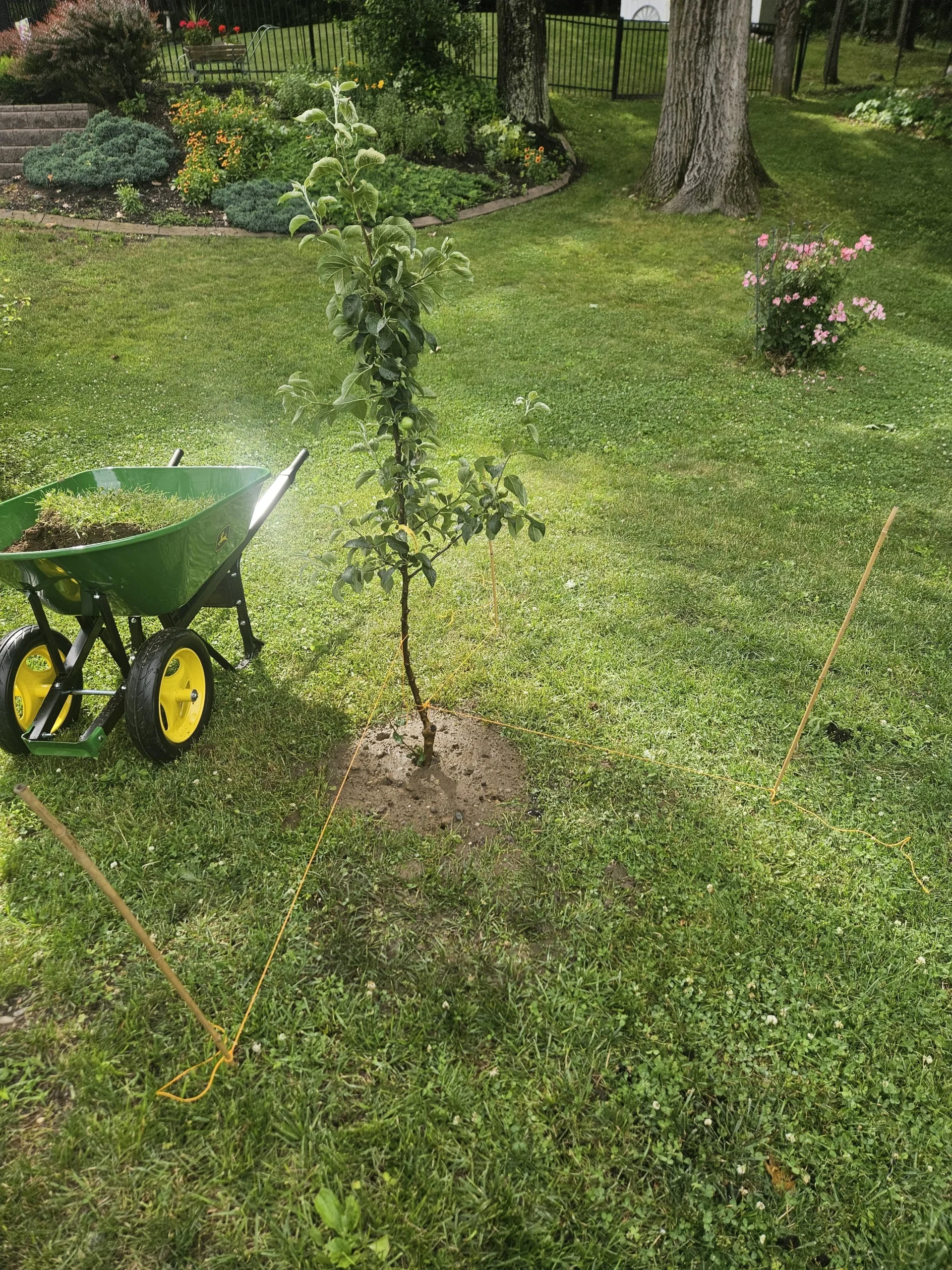 Come piantare un melo in giardino: guida tecnica passo-passo senza errori