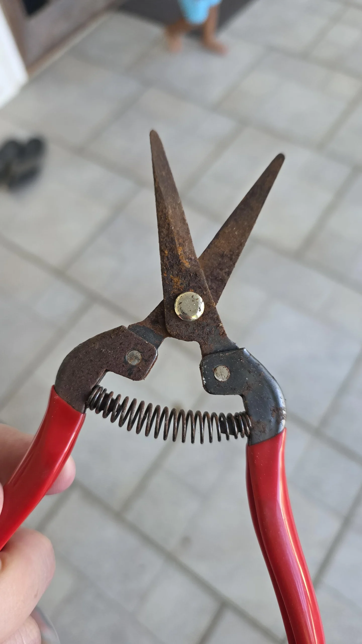 Come pulire e affilare le forbici da giardinaggio: guida completa antiruggine