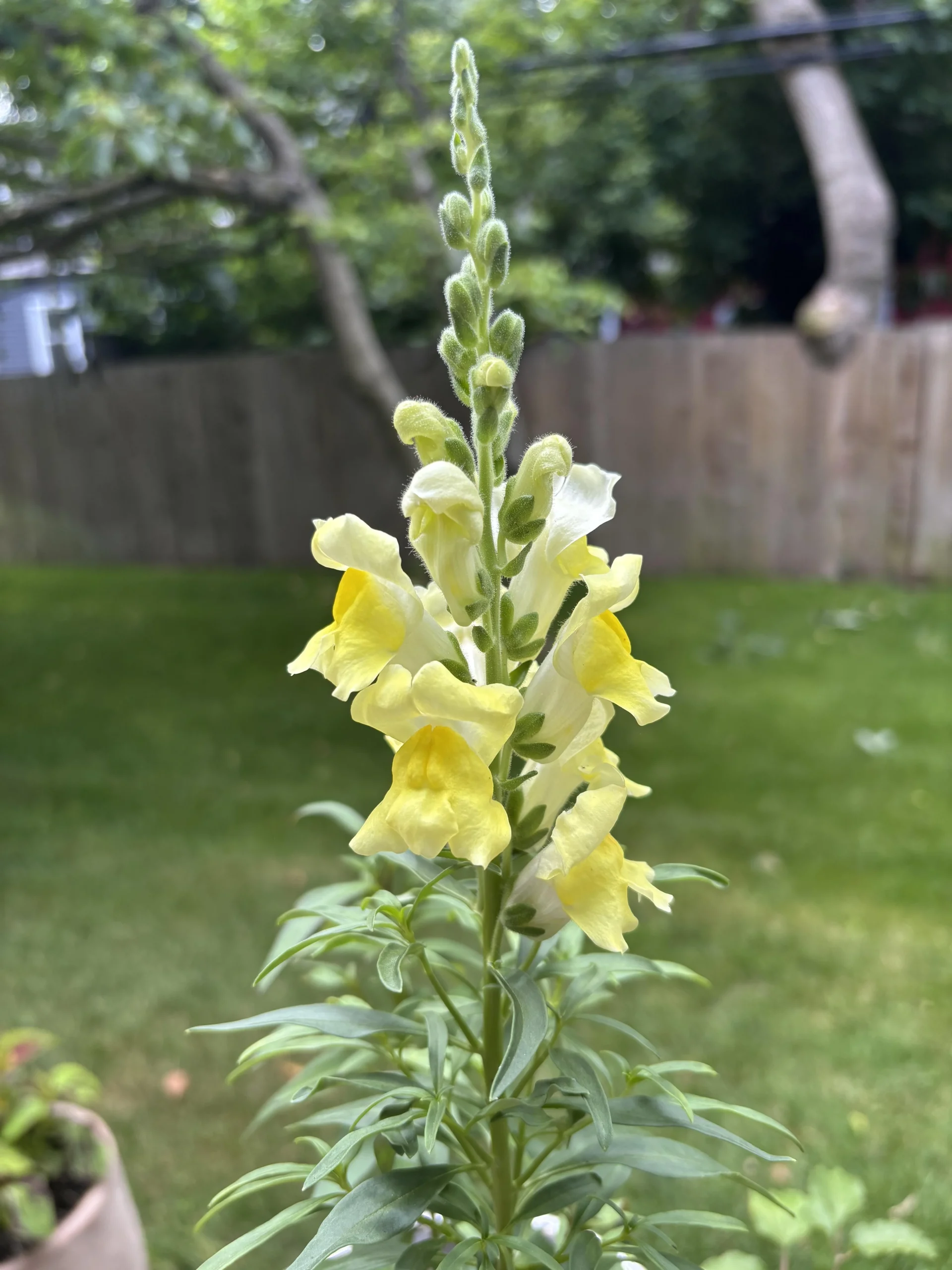 Come raccogliere semi di bocca di leone: guida pratica alla semina di Antirrhinum majus