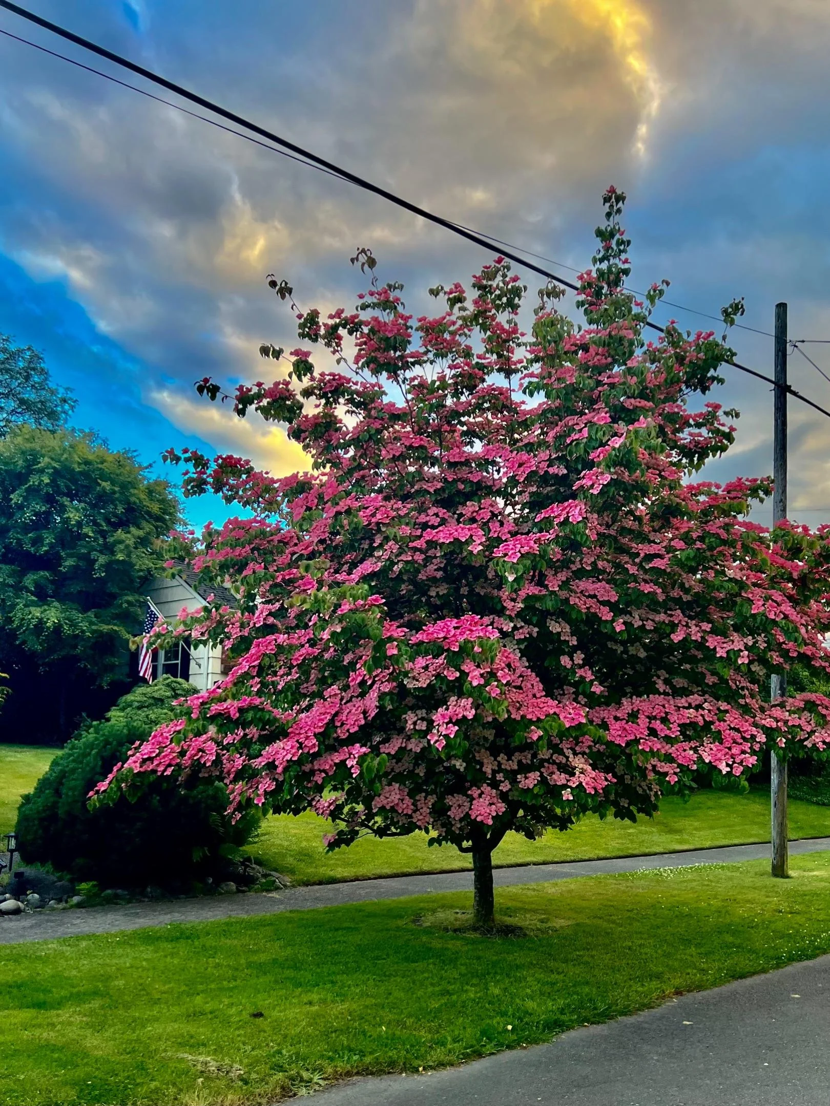Cornus kousa Scarlet Fire: guida completa al corniolo rosa fucsia per giardini italiani