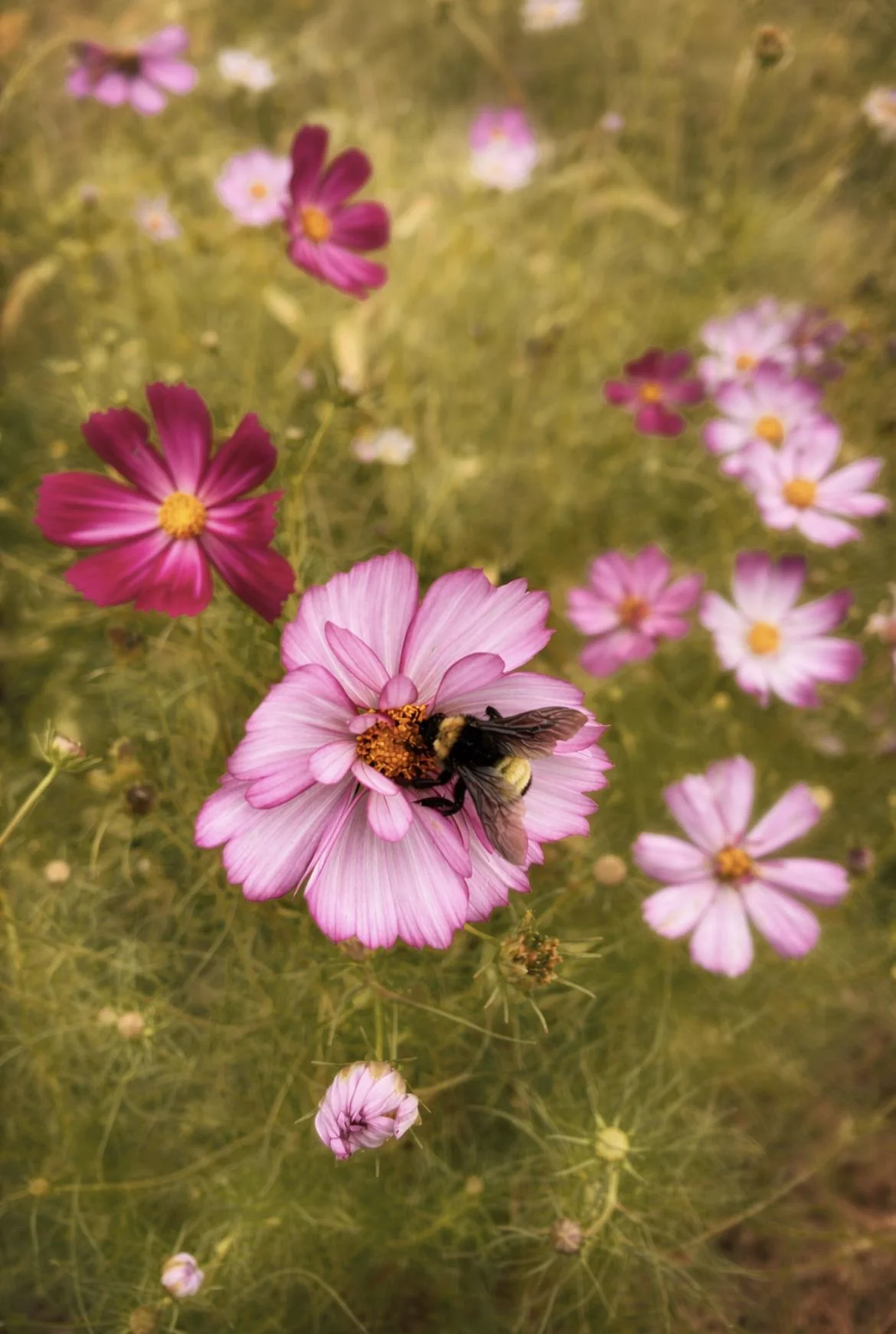 Cosmos bipinnatus: la guida completa per coltivare il fiore tuttofare del giardino italiano