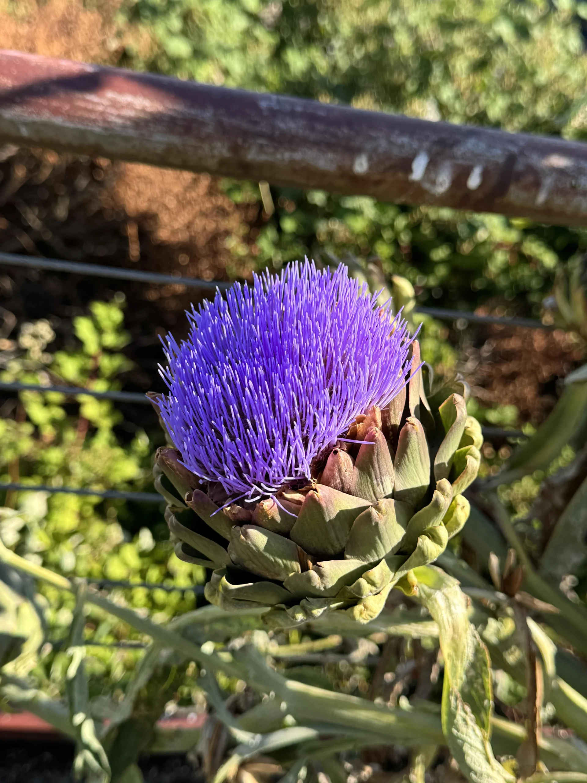 Fiore di carciofo: lasciarlo sbocciare per impollinatori e bellezza nell'orto-giardino
