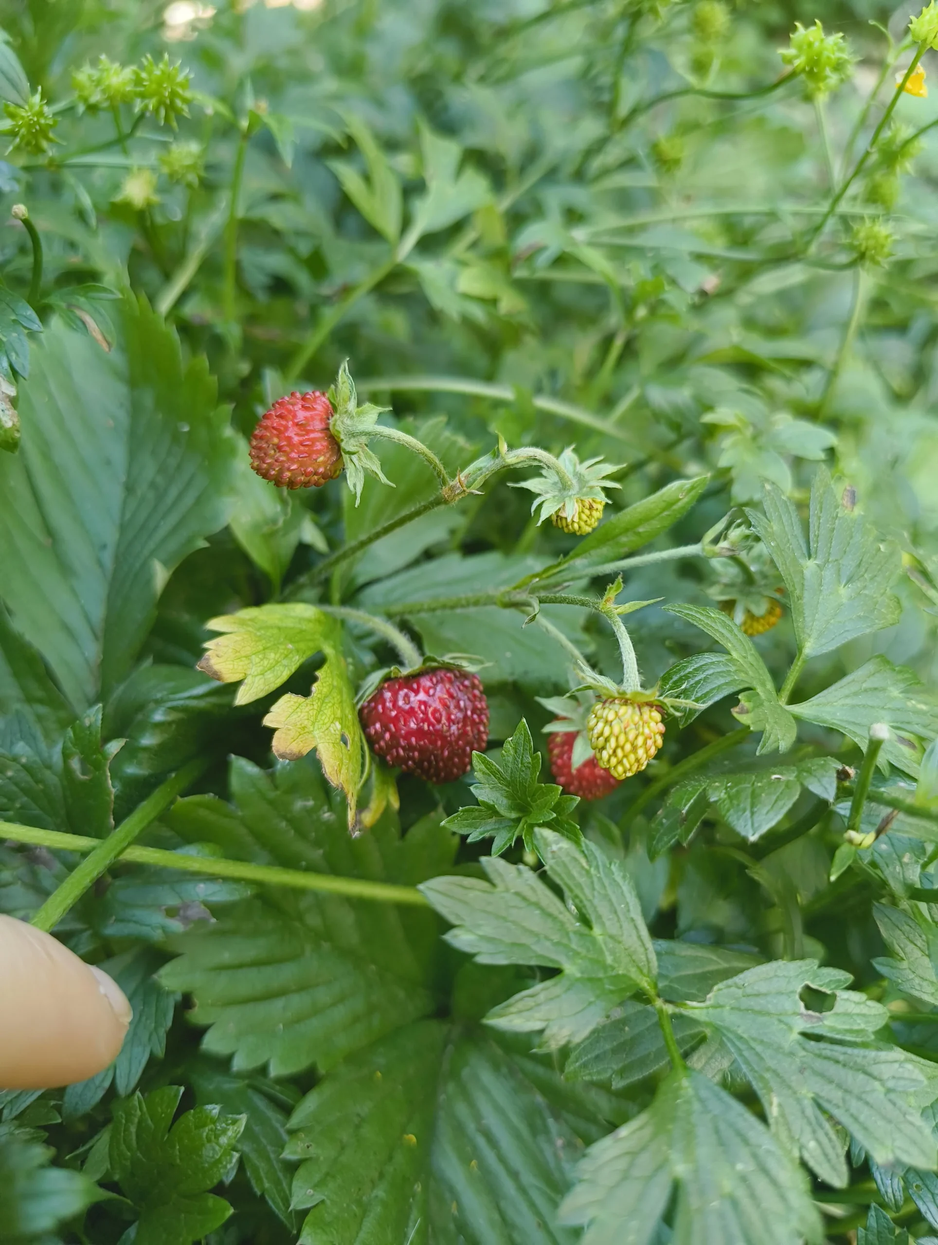 Fragoline di bosco: come riconoscerle e non confonderle con la falsa fragola