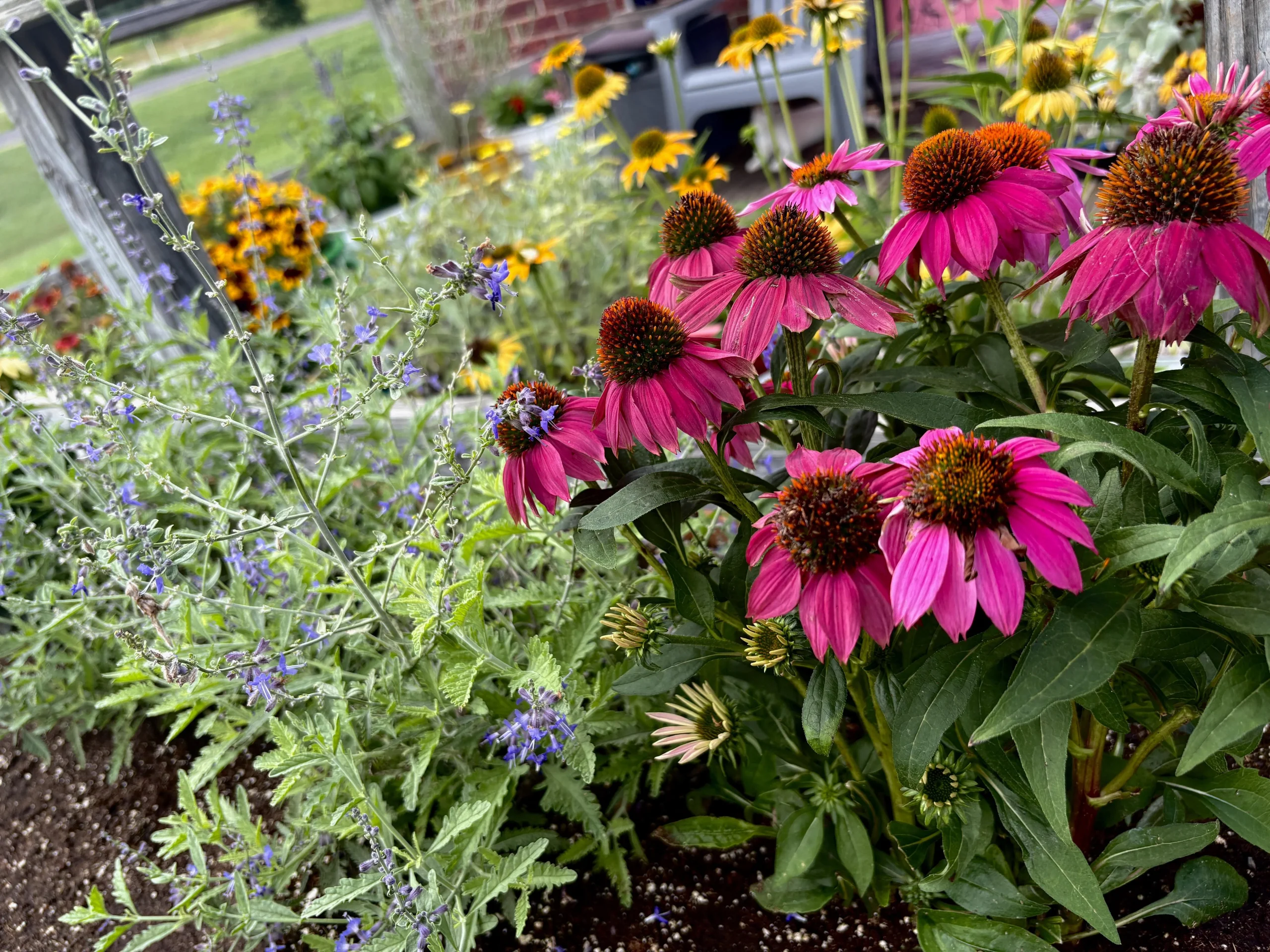 Giardino per impollinatori in balcone: guida pratica con lavanda, echinacea, salvia e achillea