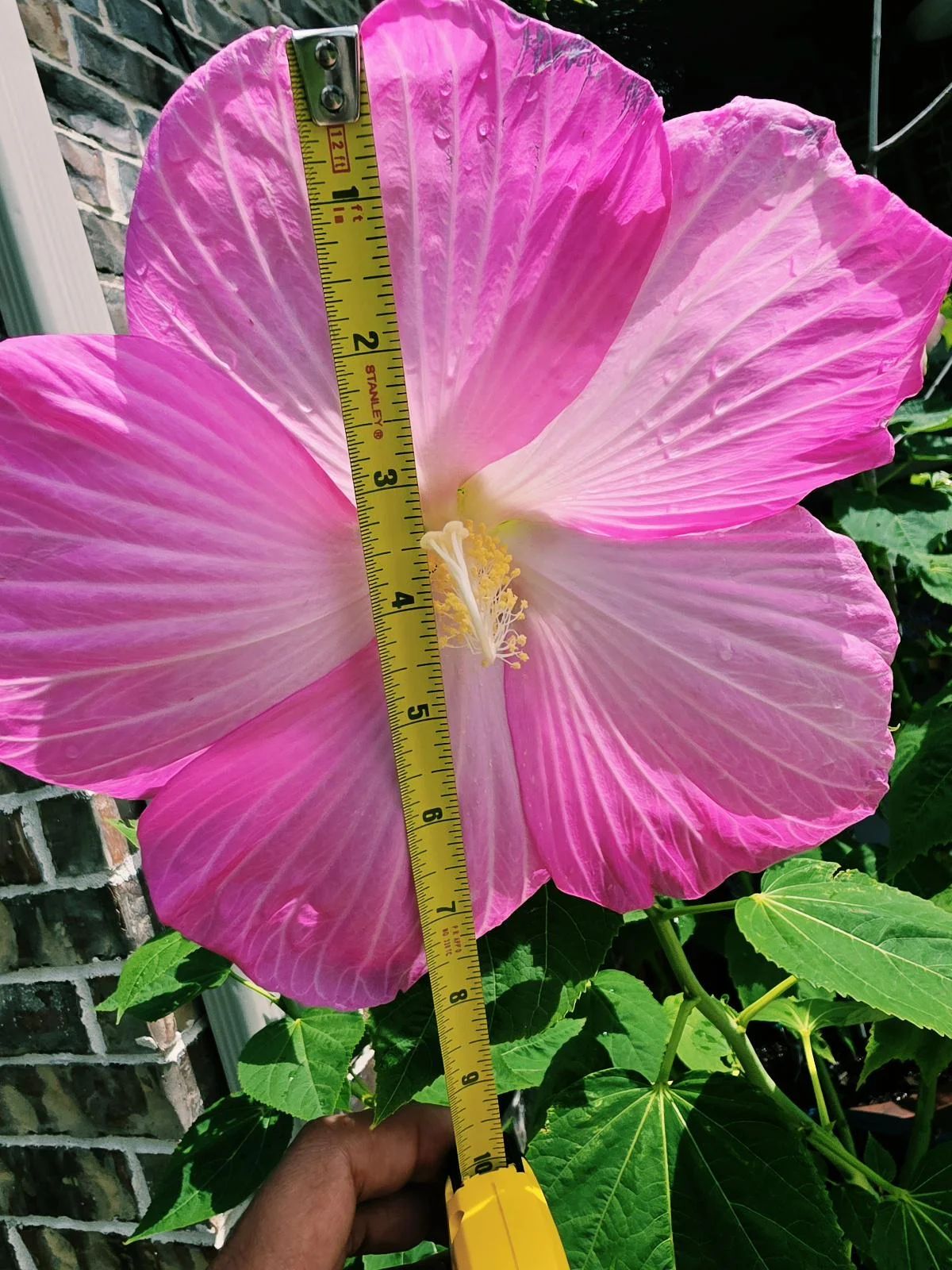 Ibisco di palude: la guida per fiori giganti da 25 cm in giardino