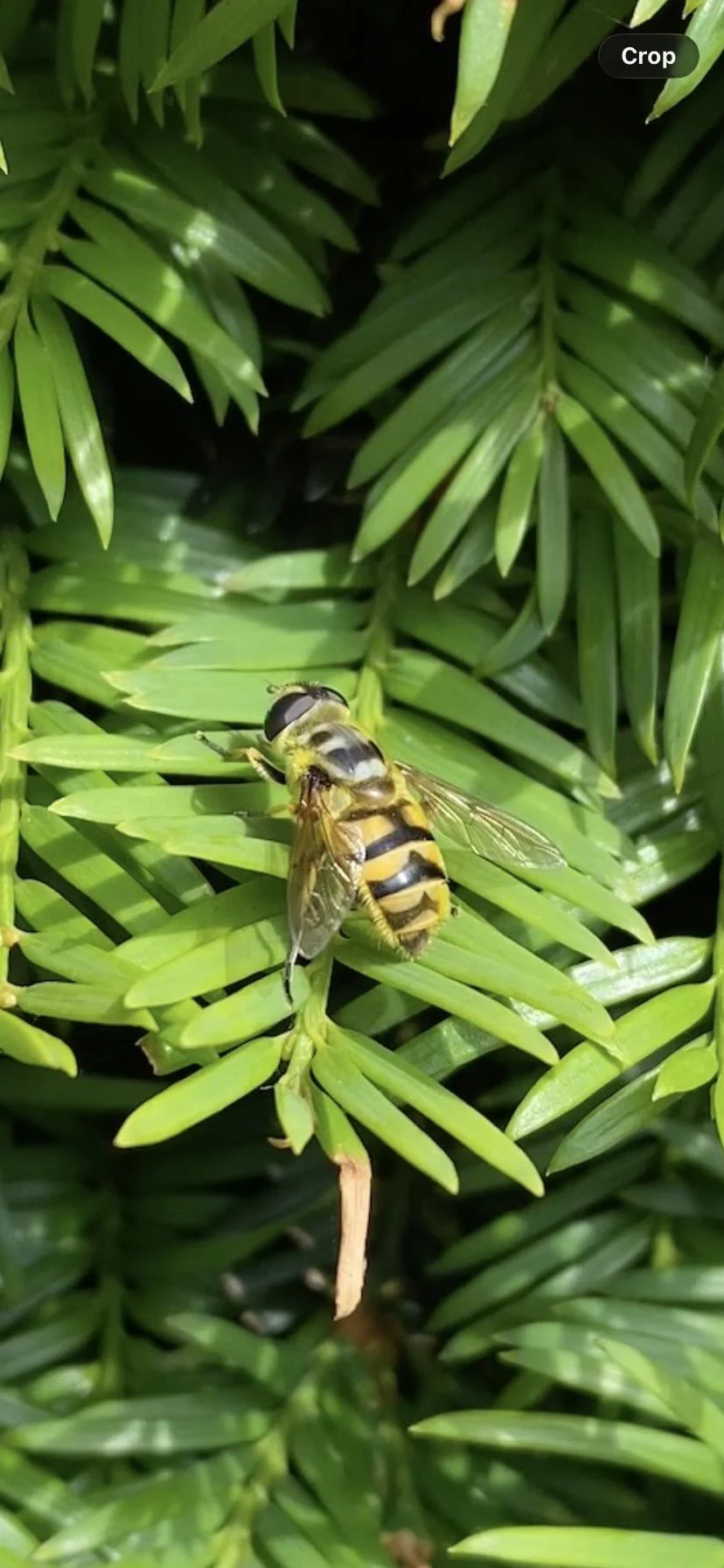 Insetti in casa e in giardino: come riconoscerli, quali sono utili e cosa fare se ne trovi uno