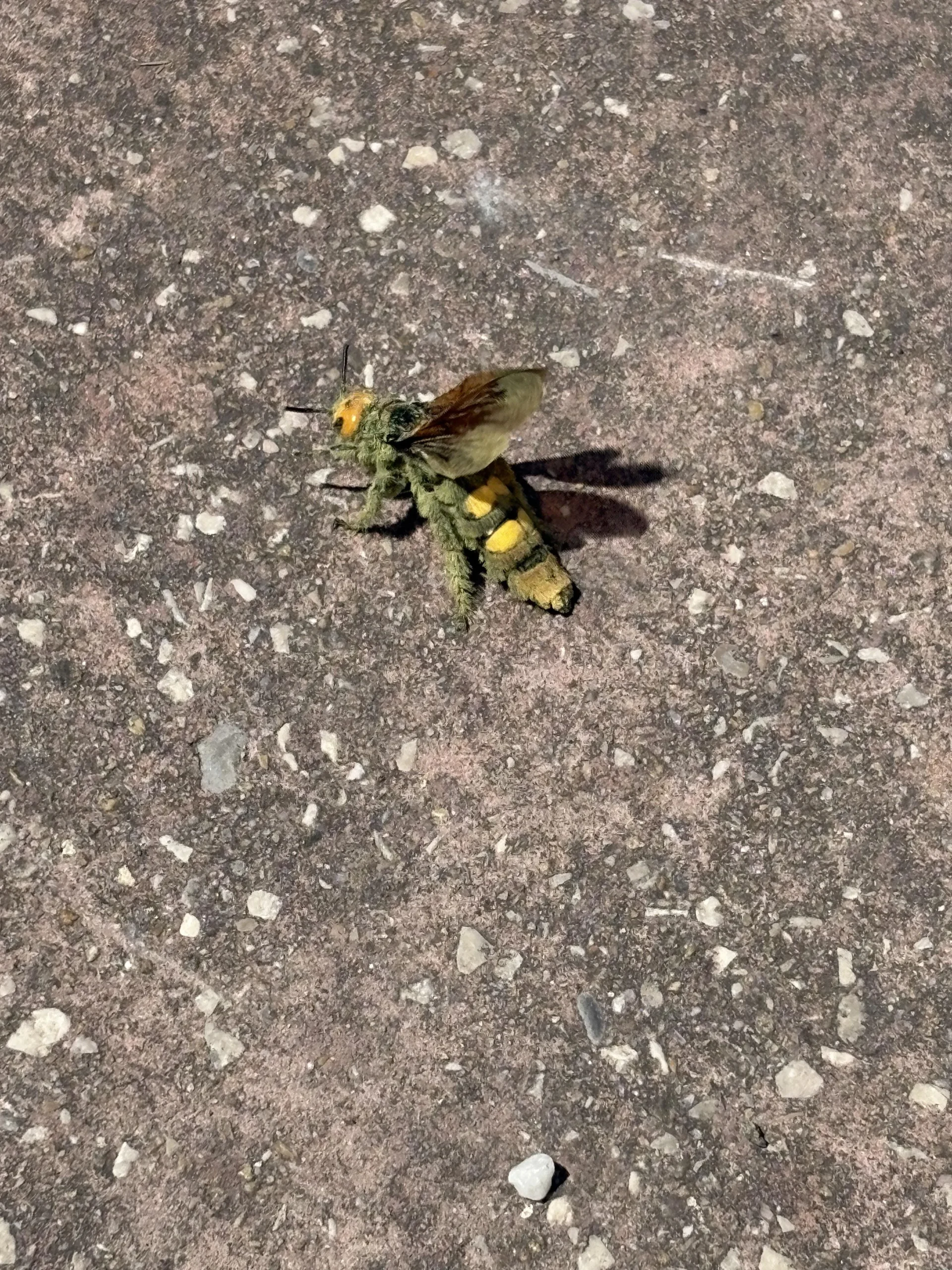 Insetto grande in giardino al Sud: come riconoscerlo senza paura e cosa fare davvero