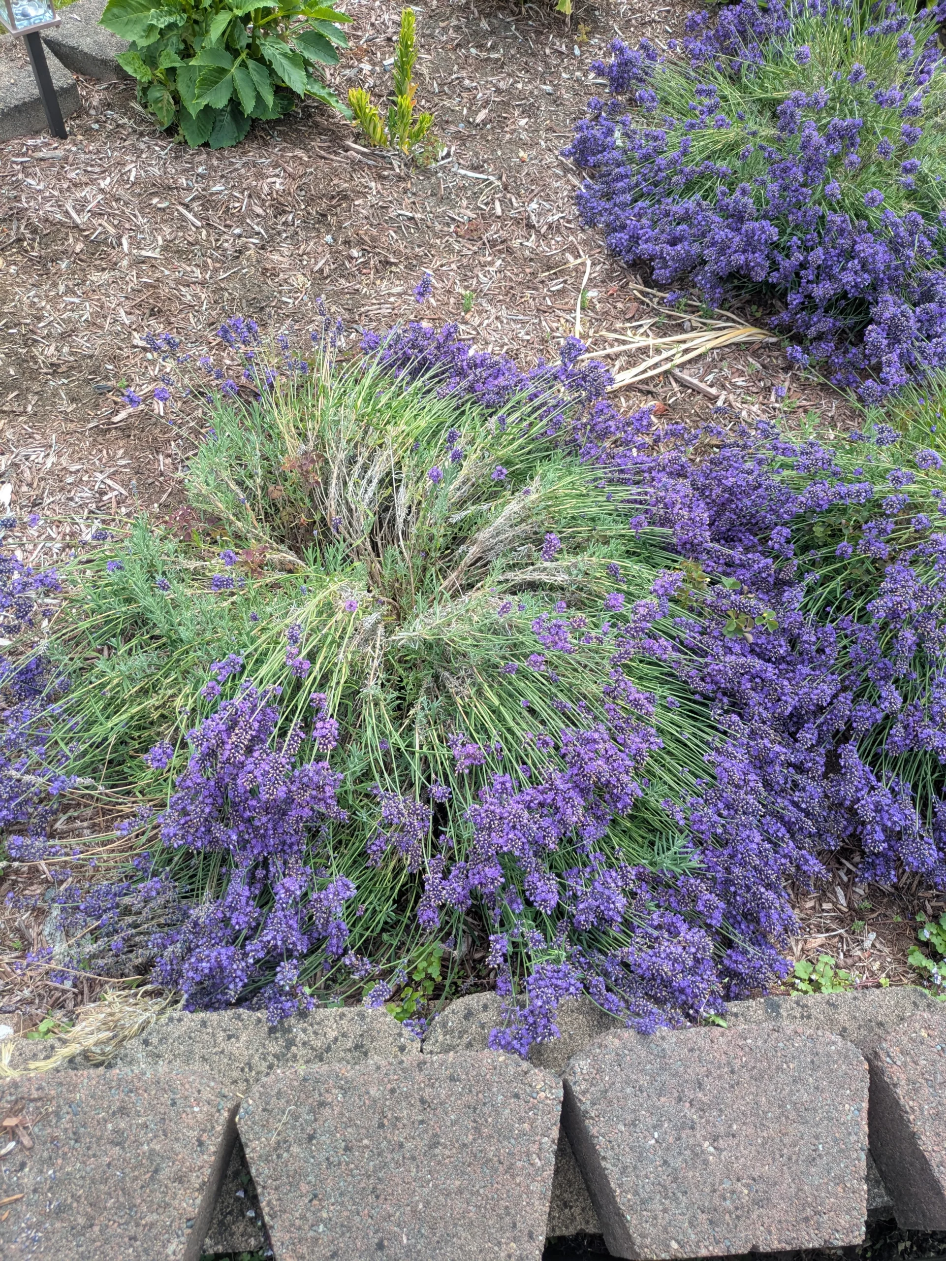 Lavanda che si apre al centro: perché succede e come rimediare con potatura e cure mirate