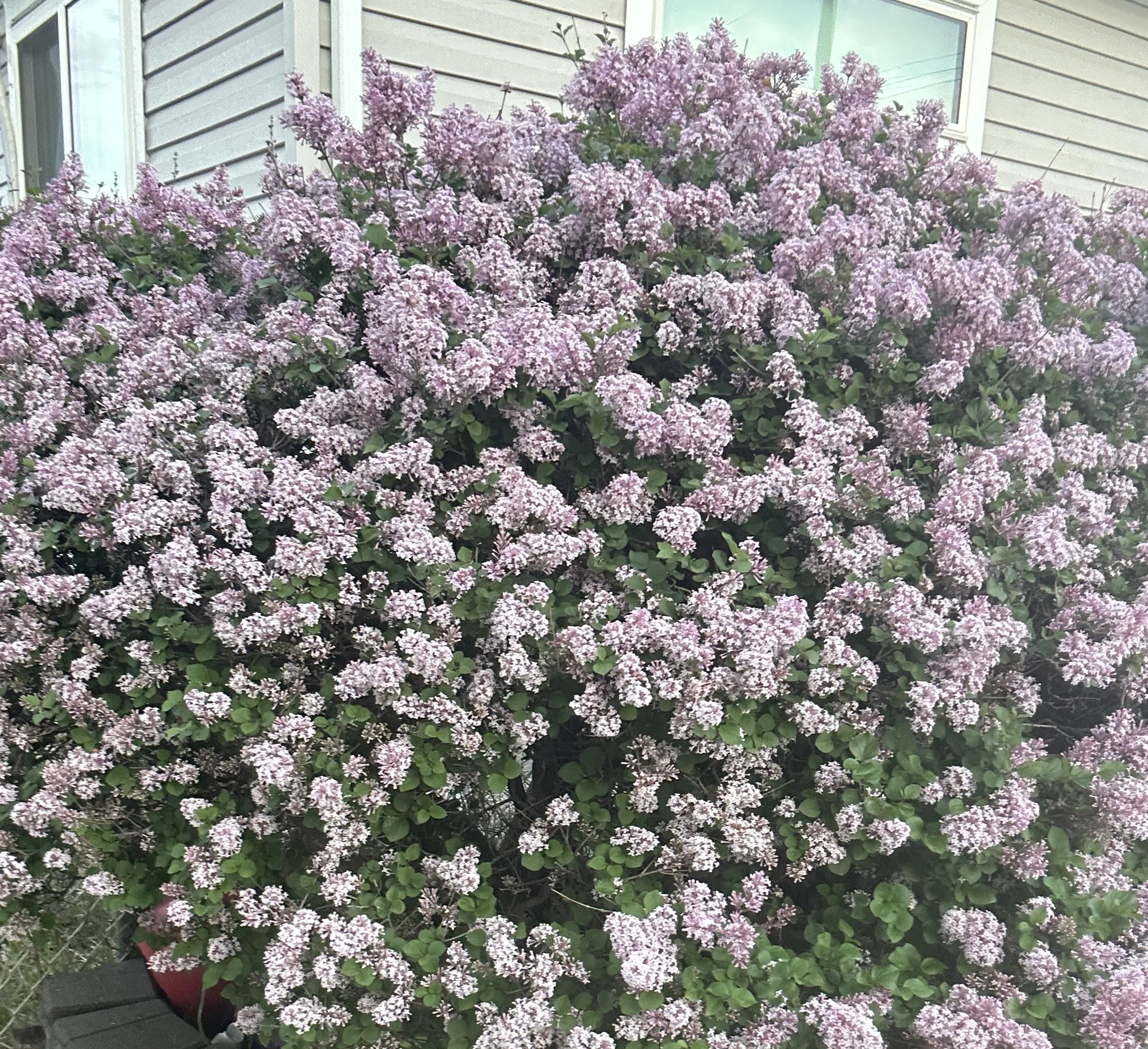 Lillà nano (Syringa meyeri 'Palibin') in vaso: guida completa per balconi e piccoli giardini