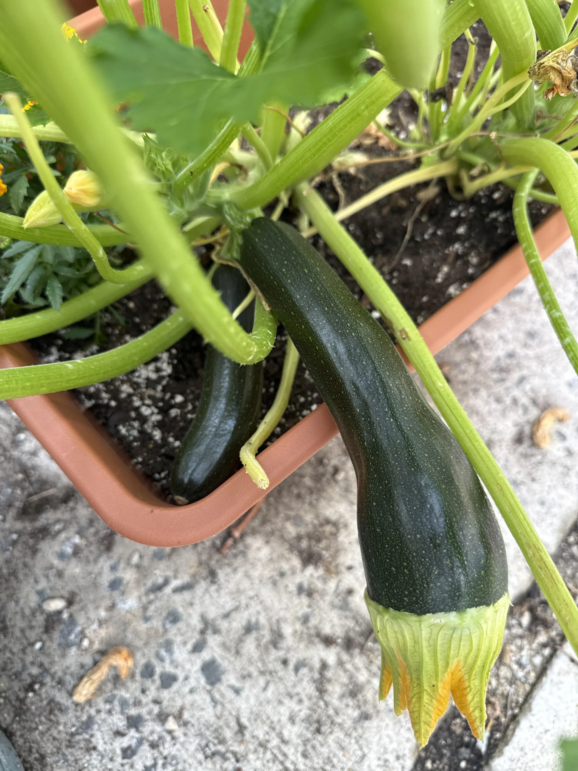 Malattie delle zucchine: guida diagnostica completa ai problemi estivi dell'orto