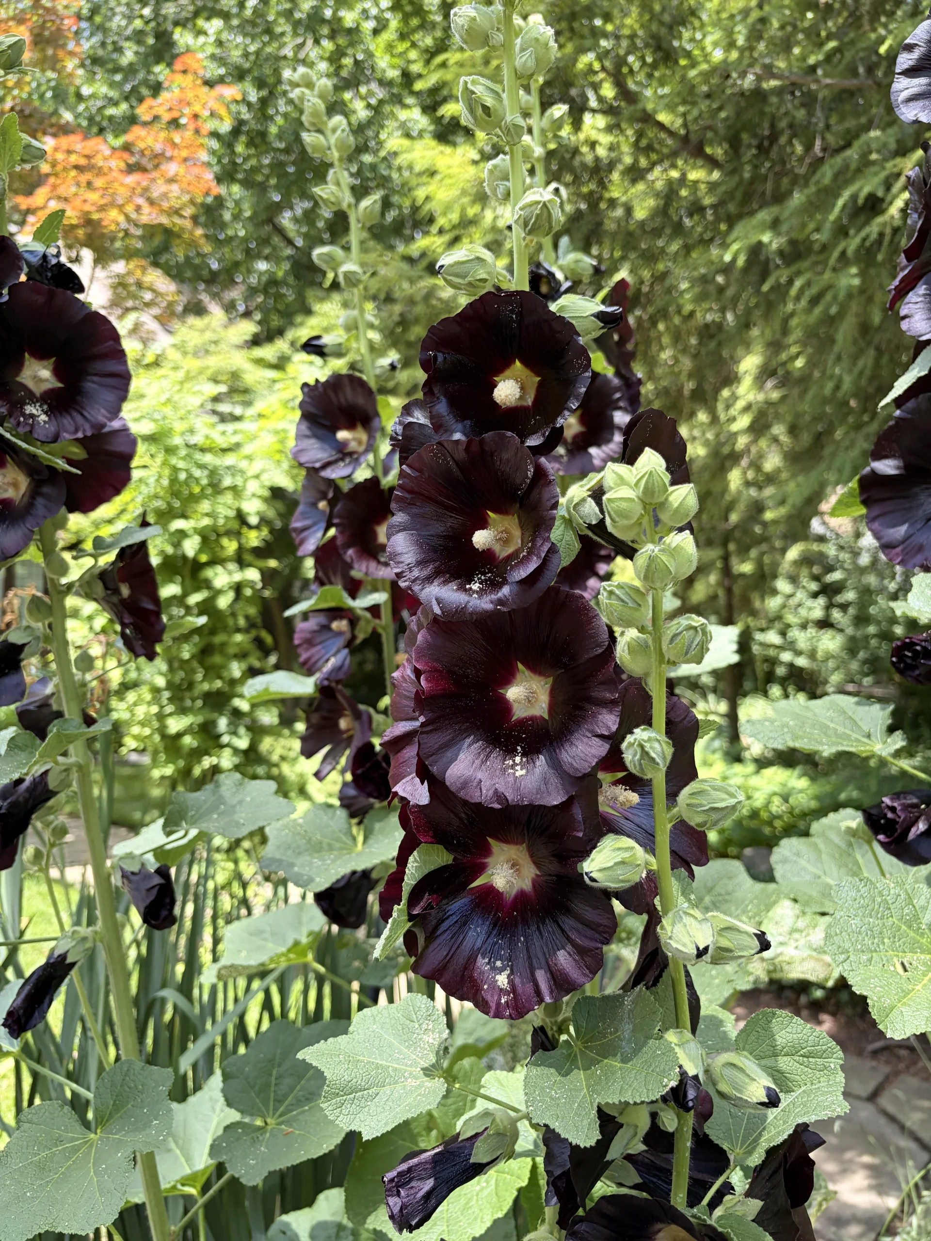 Malvarosa nera (Alcea rosea 'Nigra'): guida completa alla coltivazione del fiore quasi nero