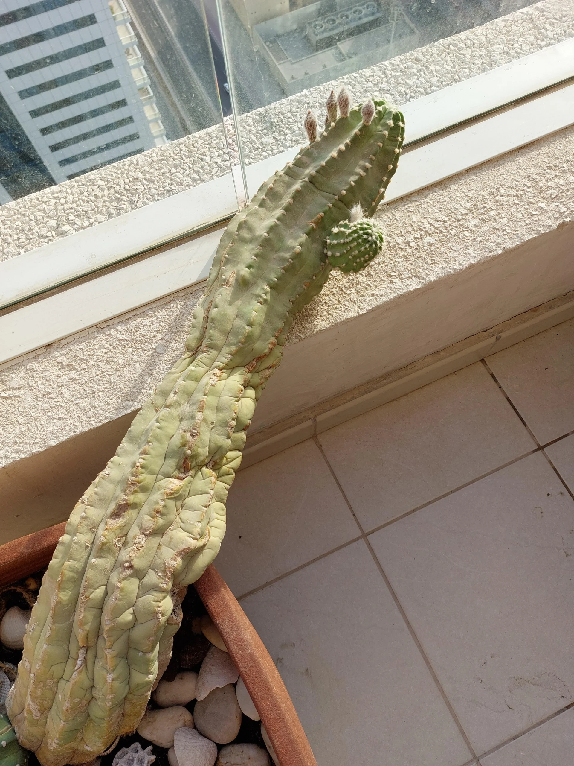 Marciume del cactus: perché si affloscia di colpo e come salvarlo prima del collasso