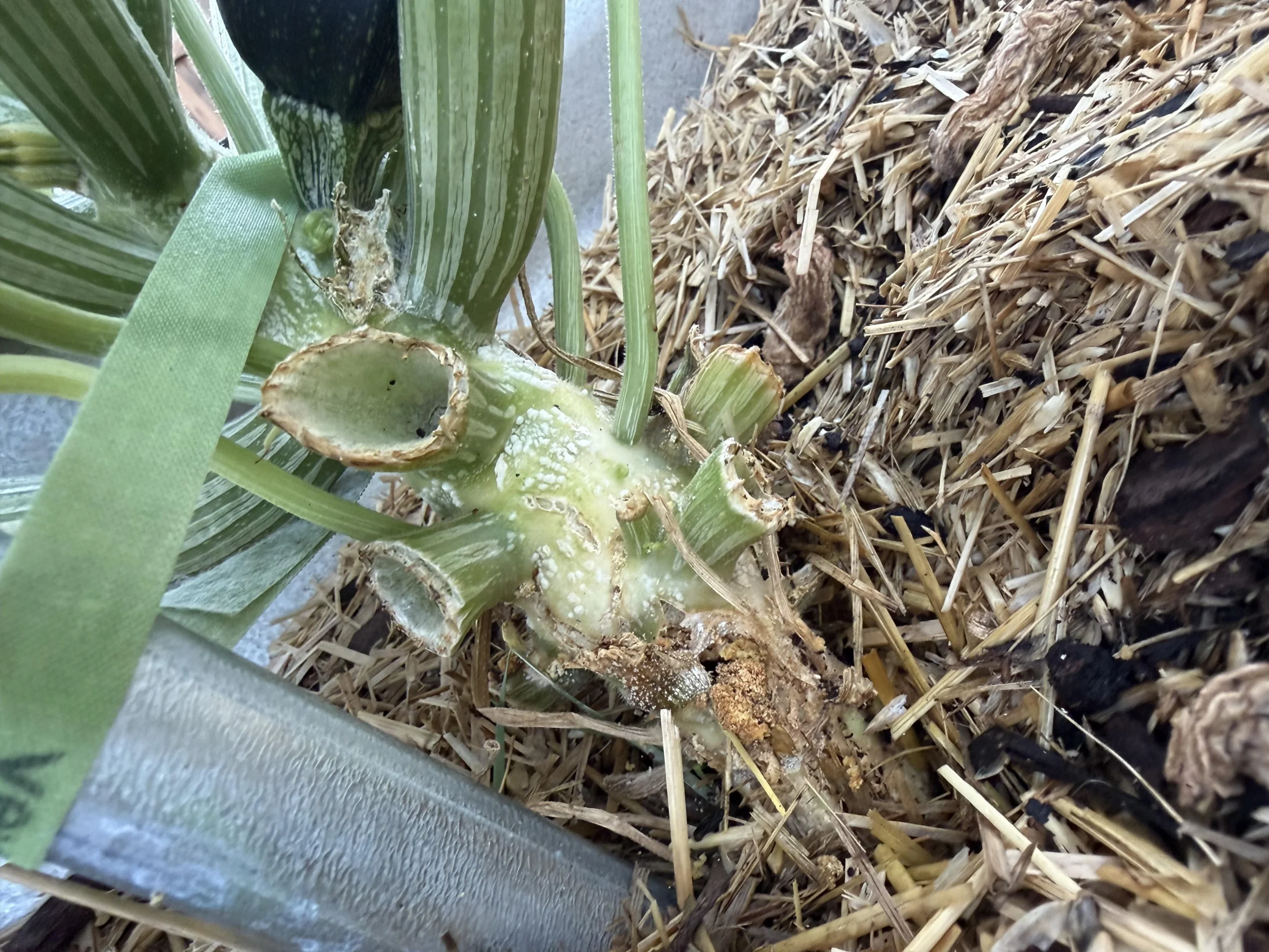 Marciume del colletto nelle zucchine: guida diagnostica per riconoscere e prevenire