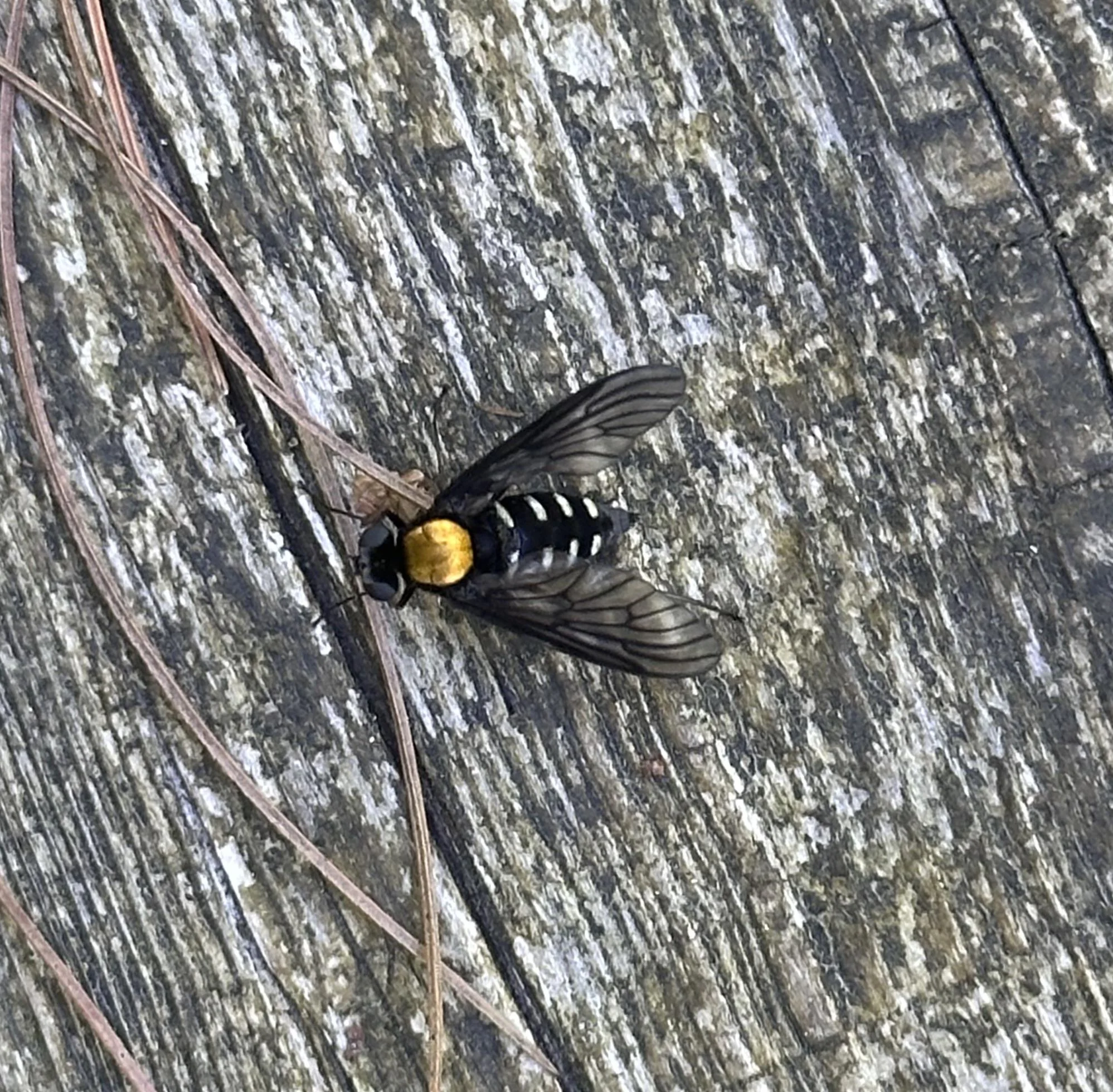 Mosca dal dorso dorato: la piccola alleata che vive dove l'acqua è pulita